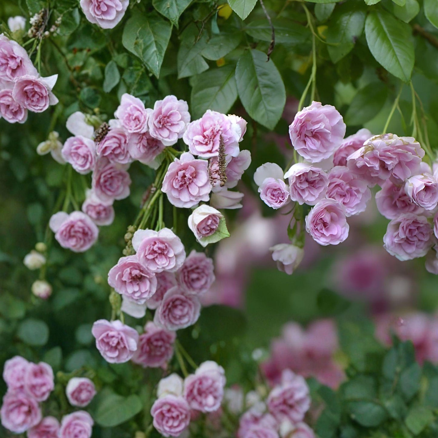 Heirloom Seven Sisters Rose Plant - 3-6" Live Climbing Rose (Rosa multiflora) - Fragrant Dark Pink to White Blooms