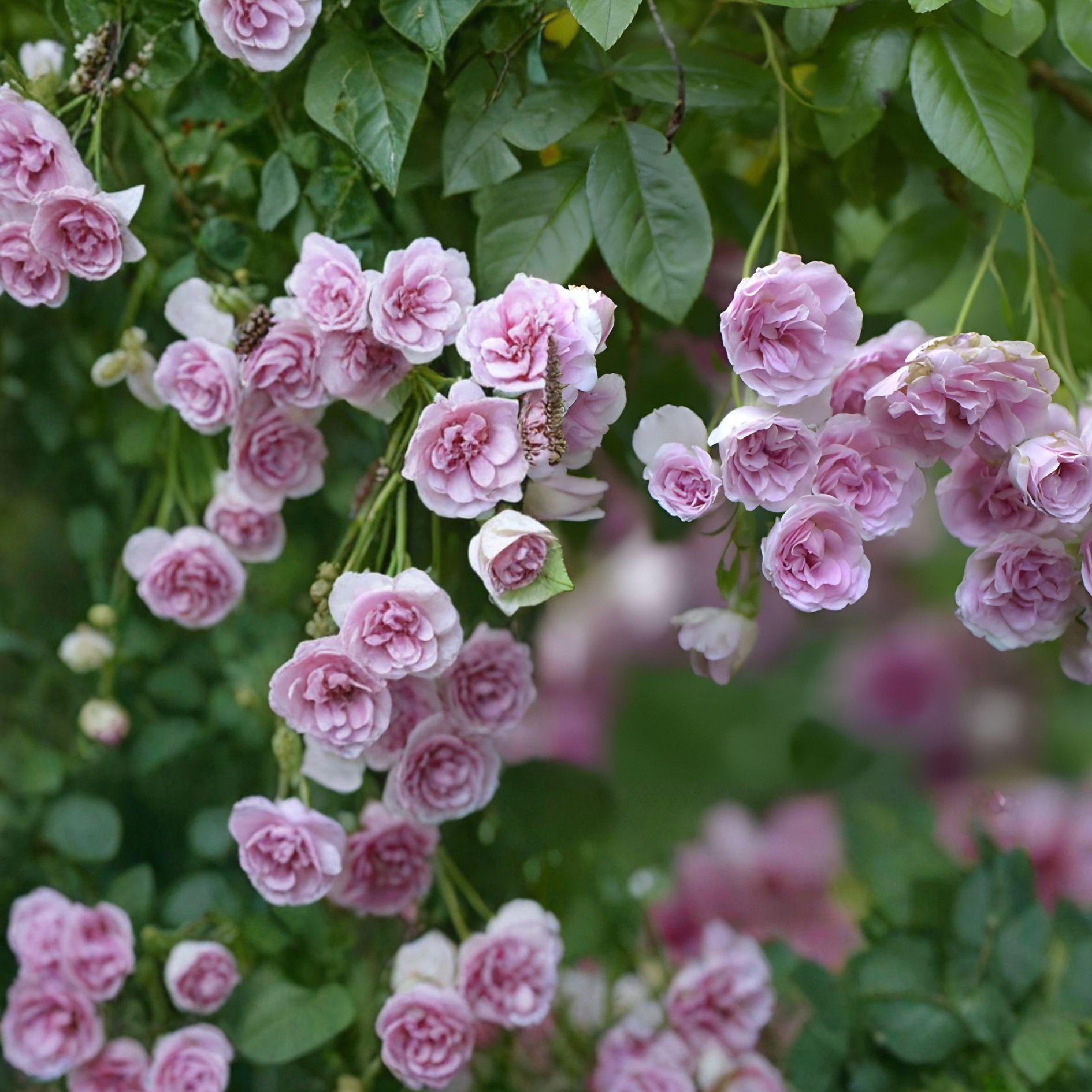 Heirloom Seven Sisters Rose Plant - 3-6" Live Climbing Rose (Rosa multiflora) - Fragrant Dark Pink to White Blooms