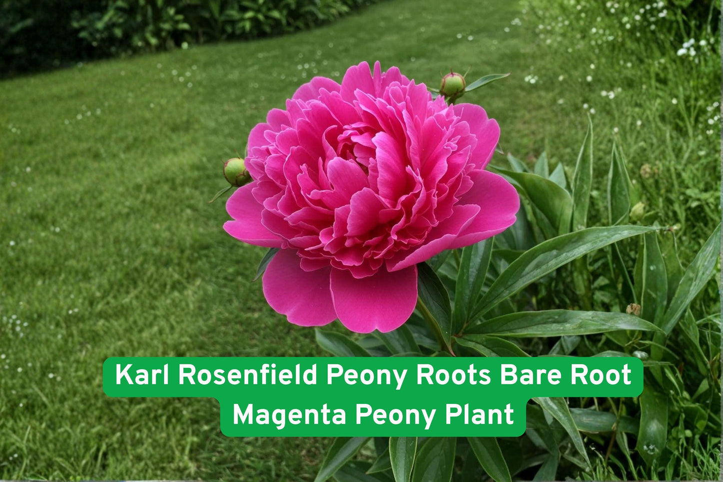 Karl Rosenfield Peony Roots Bare Root Magenta Flowering Plant - Paeonia lactiflora, Fragrant Perennial for Garden & Bouquets