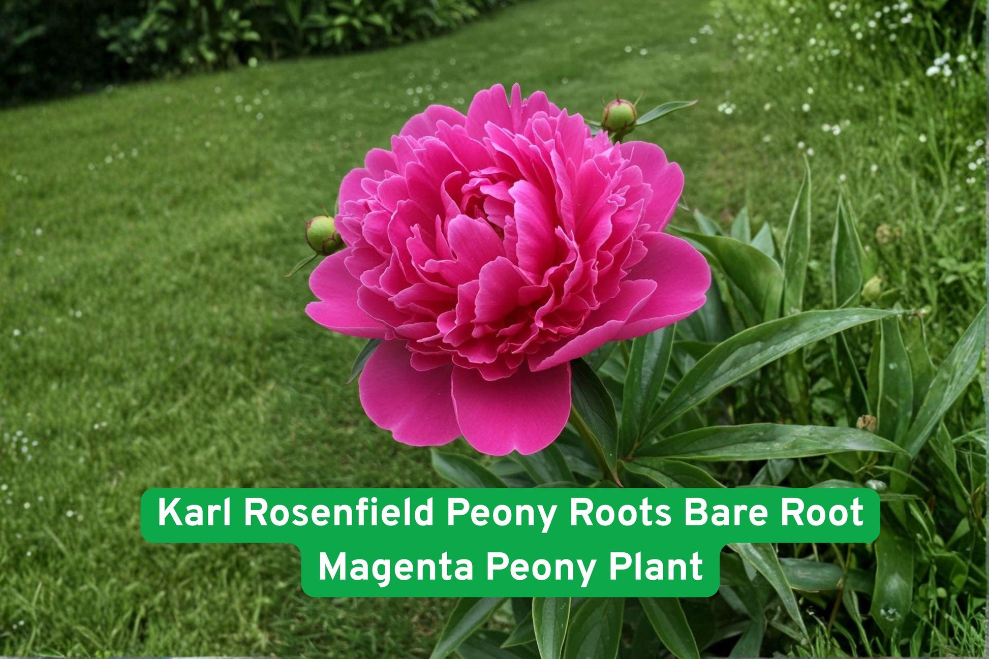 Karl Rosenfield Peony Roots Bare Root Magenta Flowering Plant - Paeonia lactiflora, Fragrant Perennial for Garden & Bouquets