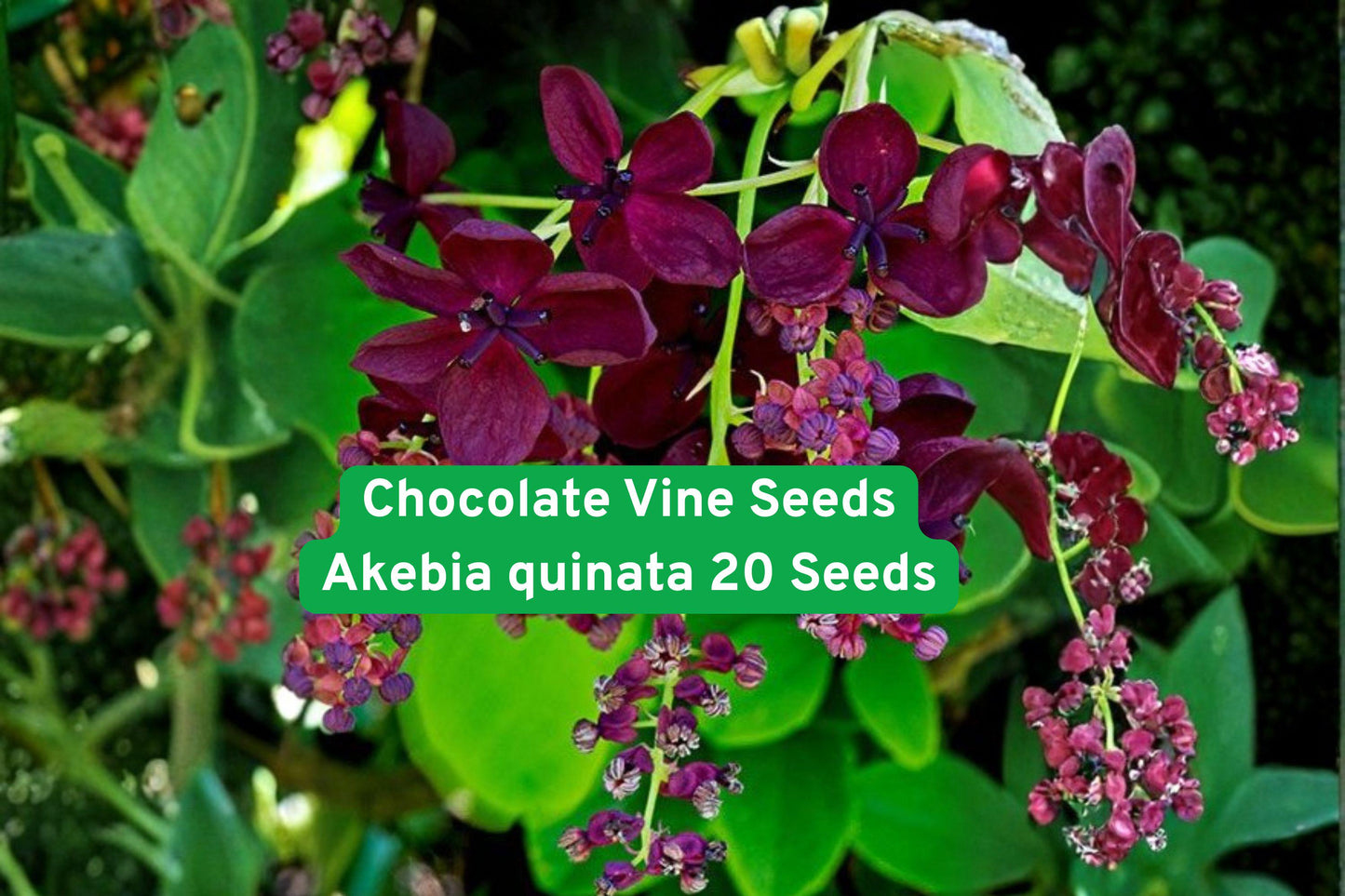 Chocolate Vine Seeds - 20 Akebia quinata - Exotic Climbing Plant with Purple Flowers and Chocolate Fragrance for Gardens