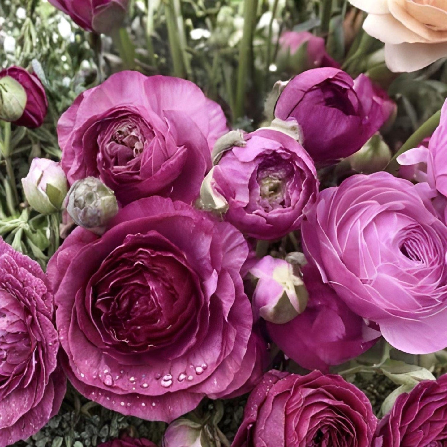 Purple Ranunculus Bulbs - 10 Peony-Style Corms for Spring/Fall Planting - Ranunculus asiaticus - Lush Blooms for Garden and Bouquets