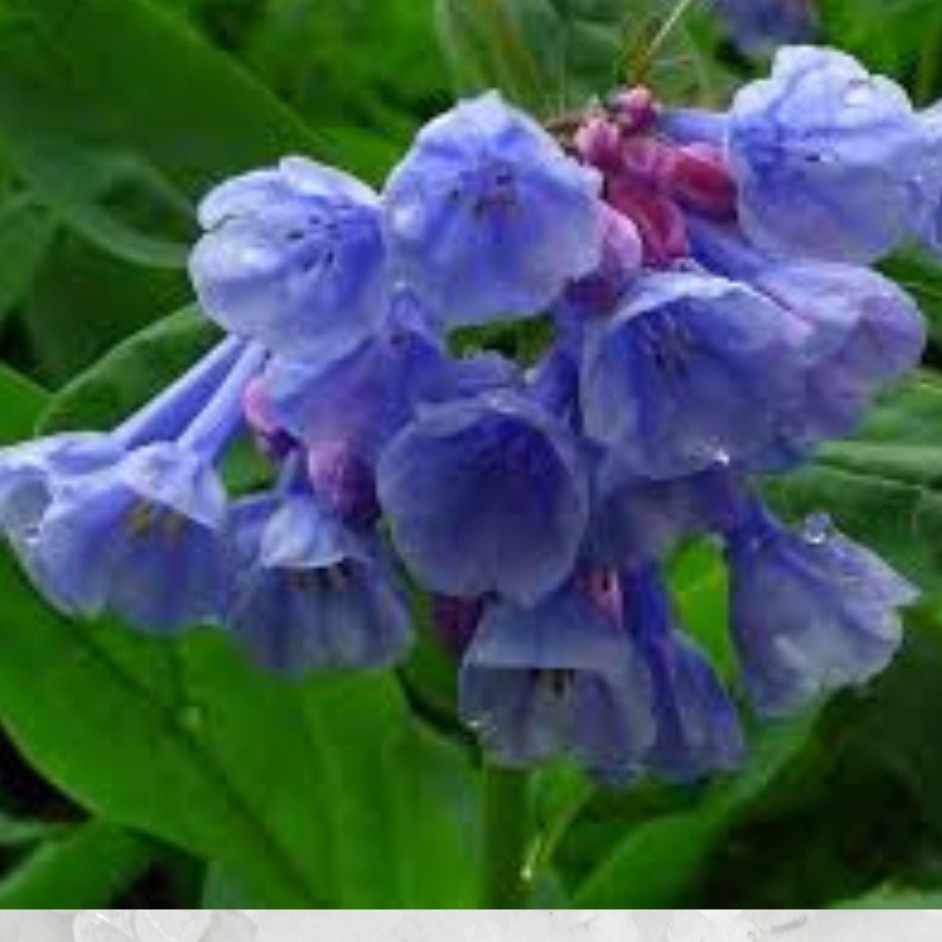 Virginia Bluebells Seeds (10) - Mertensia virginica, Pink-to-Blue Blooms, Shade Garden Perennial, Spring Wildflower Seeds