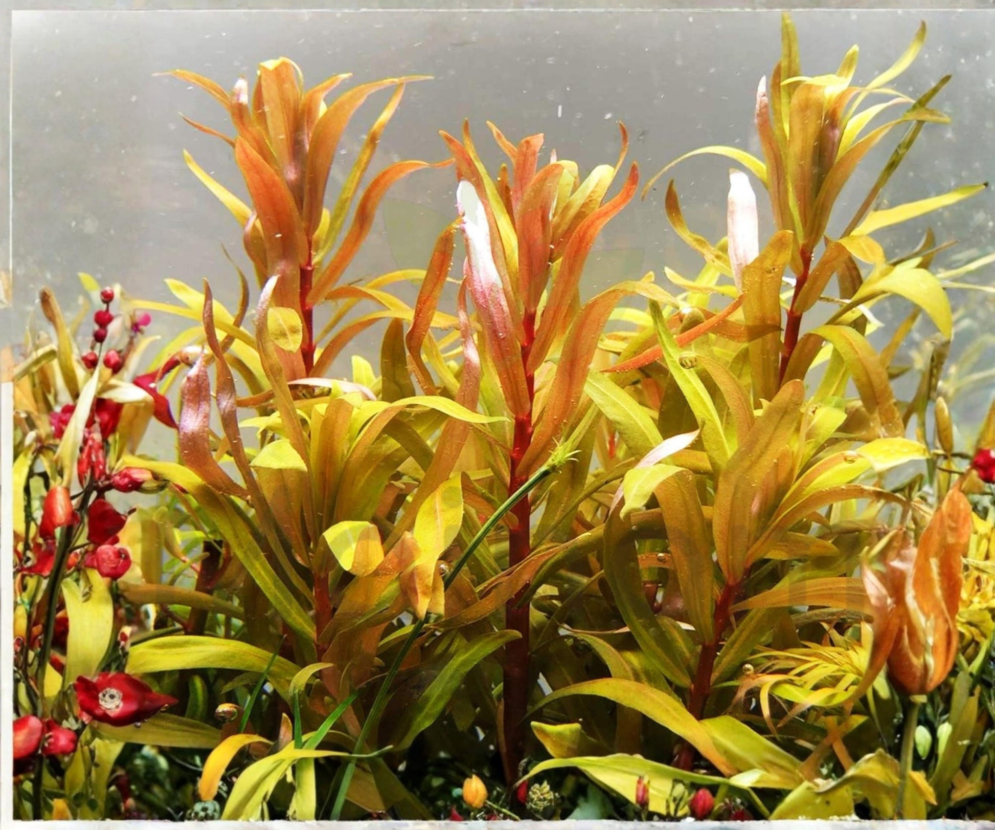 Nesaea Pedicellata Golden Freshwater Aquarium Plant Stem - Vibrant Gold to Red Coloration for Aquascaping
