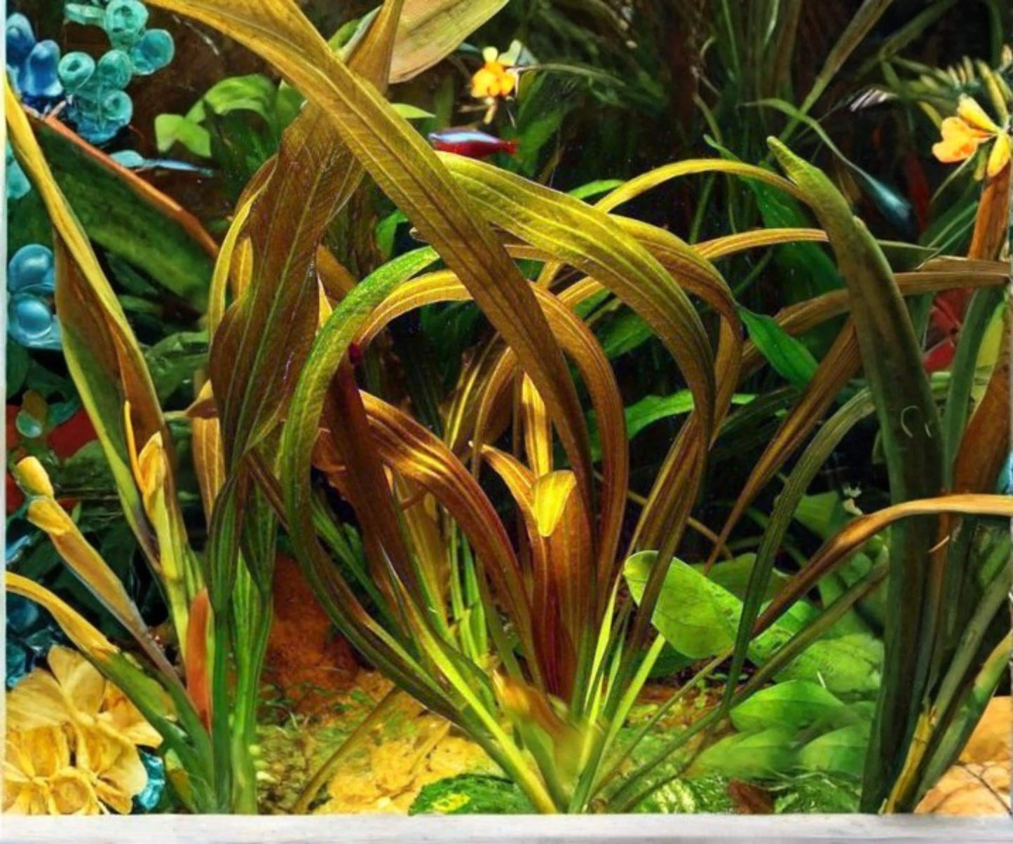 Live Amazon Sword Plant Red Rubin Echinodorus Rubin Freshwater Background Easy Care Aquarium Plant