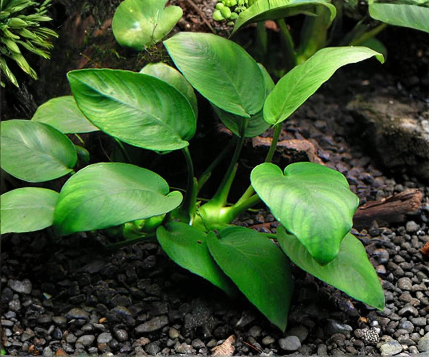 Anubias Barteri Live Aquarium Plant - Easy Care Low Light Freshwater Rhizome (Anubias barteri) for Aquascaping and Community Tanks