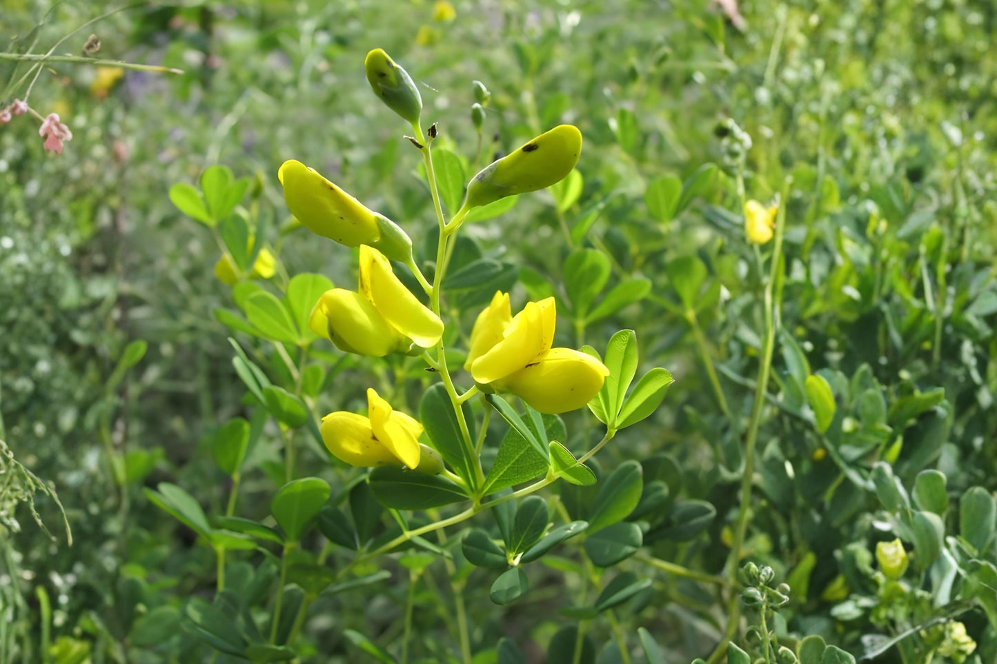 Yellow Wild Indigo Seeds (15) | Baptisia tinctoria | Hardy Native Perennial with Yellow Flowers | Drought Tolerant