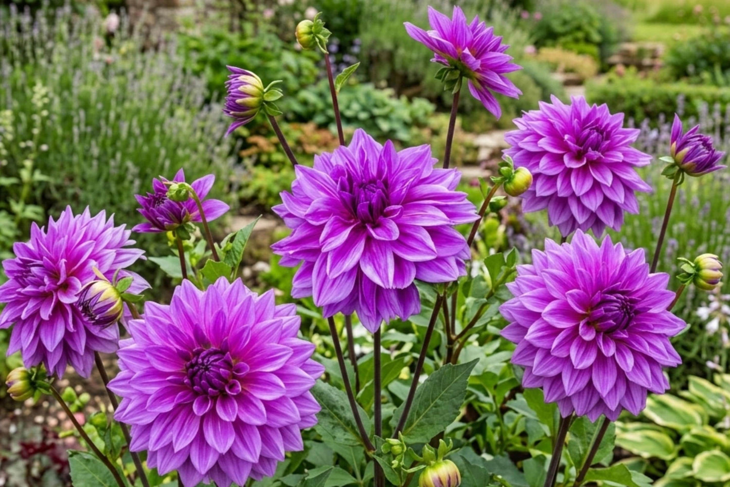 Giant Dinner Plate Dahlia Bulbs Tuber Clumps Lilac Time Dahlia pinnata for Vibrant Summer Blooms