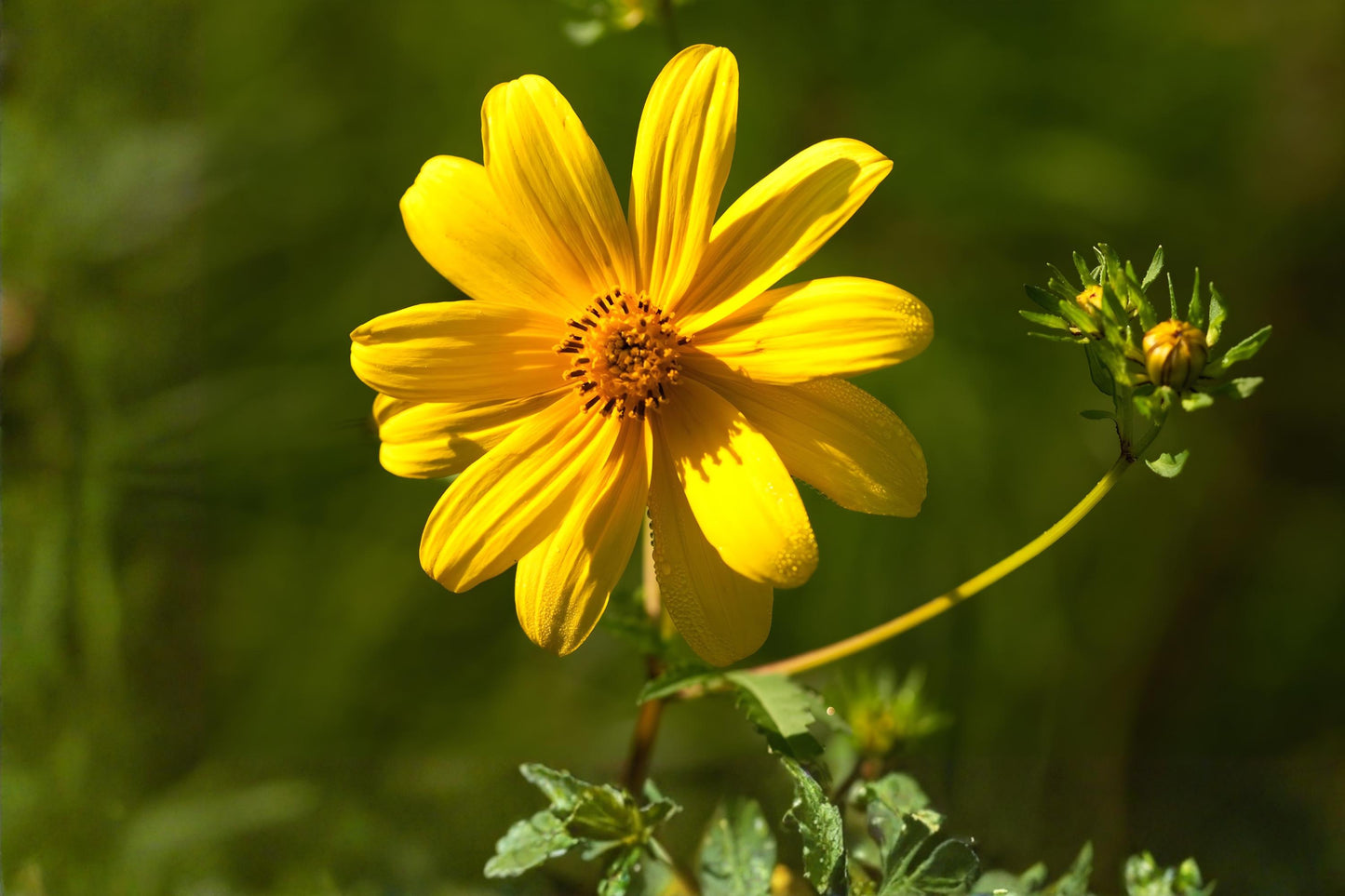 Swamp Marigold Seeds (30) | Yellow Native Wildflower | Bidens aristosa | Pollinator-Friendly, Moist Soil Garden Plants
