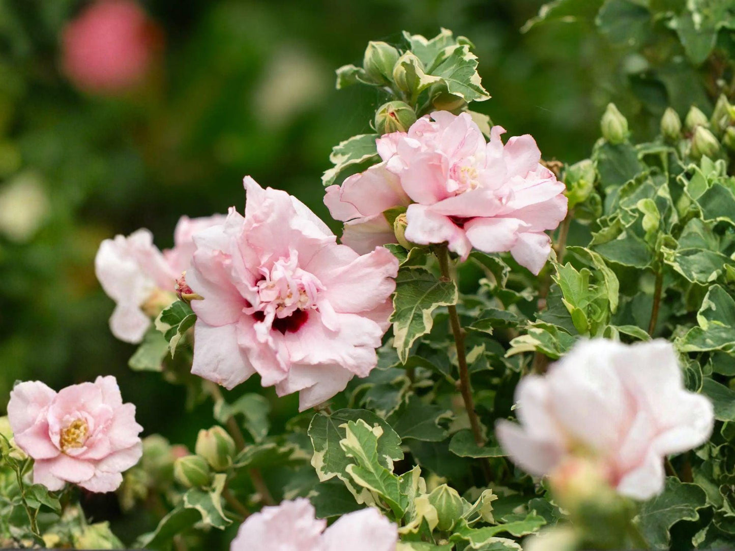 Rose of Sharon Live Plant, 1 Double Pink Flowering Shrub, Hibiscus syriacus, Hardy Ornamental Garden Hedge, Perennial