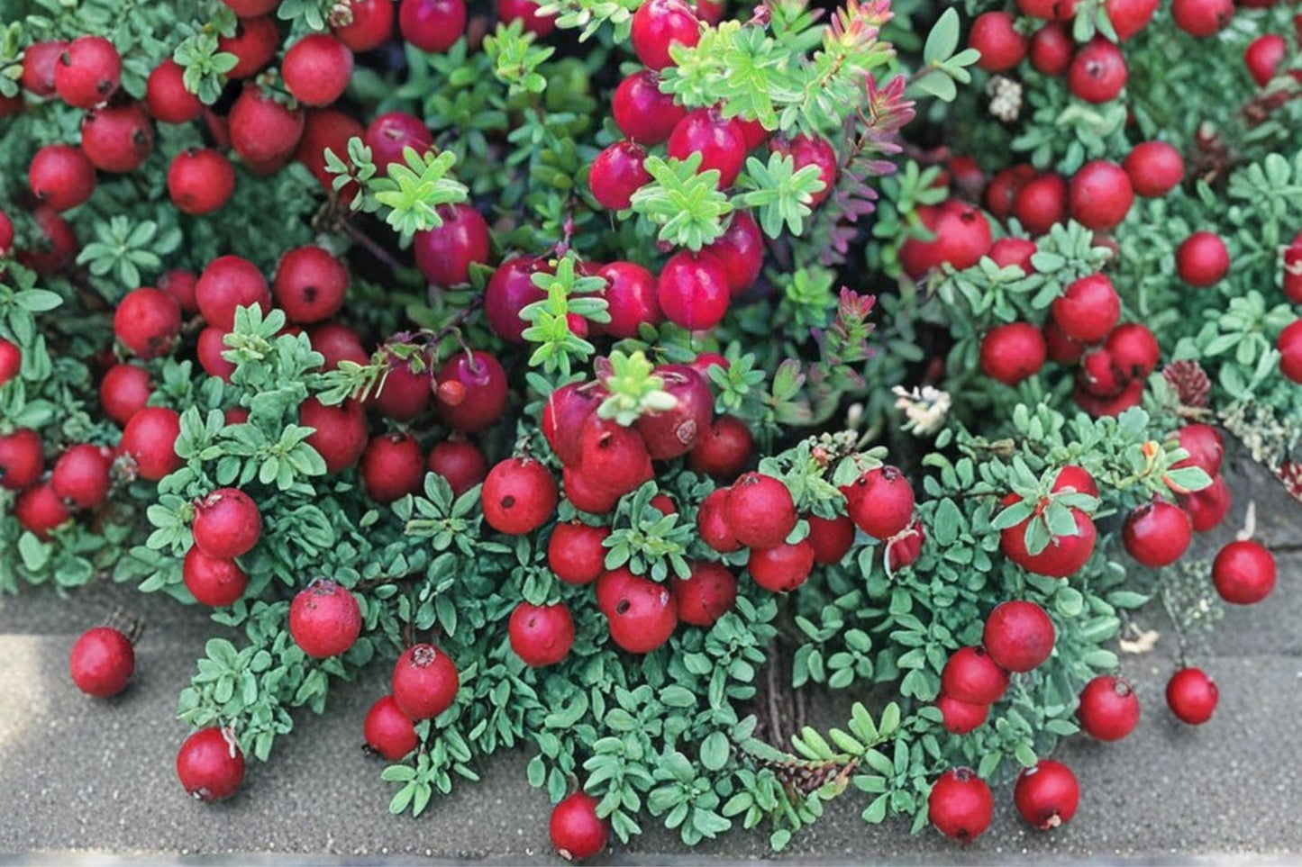 American Cranberry Seeds 100 Count - Vaccinium macrocarpon - Low-Growing Fruit Plant for Acidic Soils, Edible Red Berries