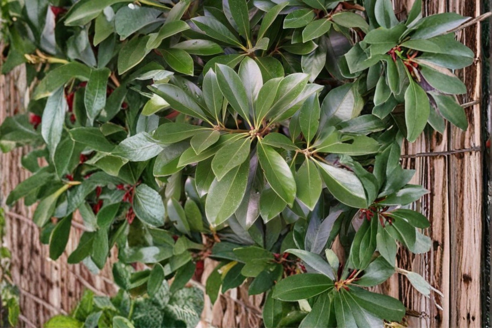 Japanese Stone Oak Seeds - 5 Pack - Lithocarpus edulis - Evergreen Tree for Landscape, Nut Tree with Glossy Leaves
