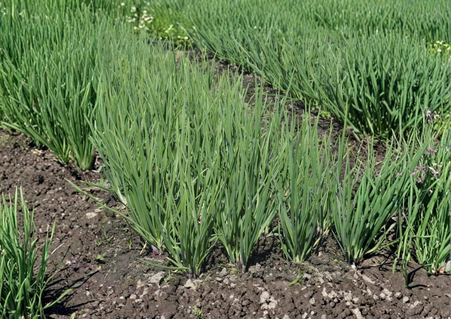 Ishikura Winter Long Onion Seeds - 250+ Heirloom Bunching Onion Seeds - Cold Hardy Long White Scallion Variety