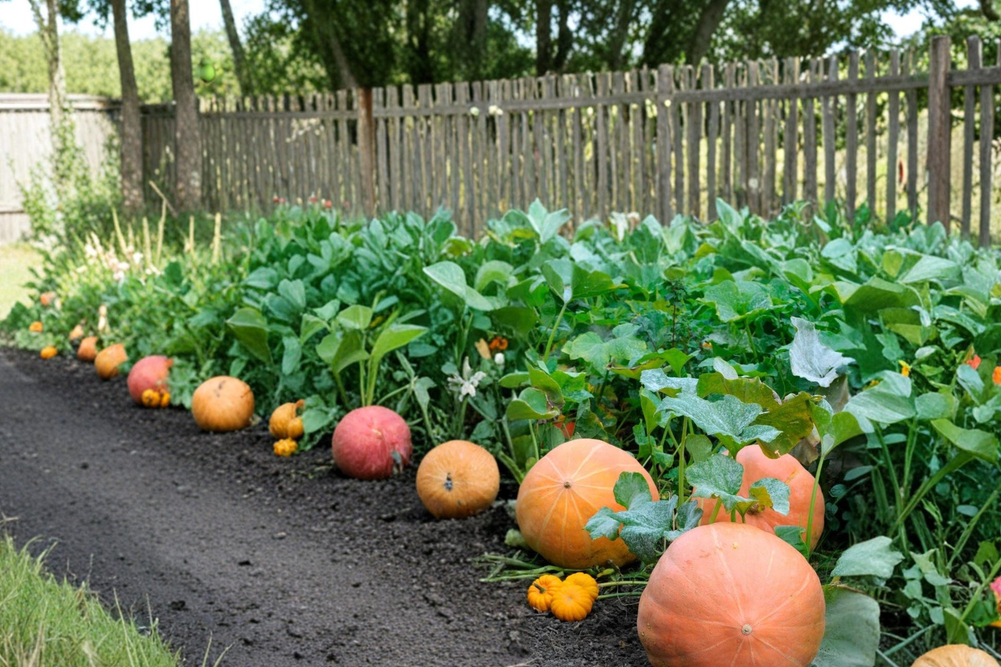 Atlantic Pumpkin Seeds - 10 Count - Large Orange Fruit - Cucurbita maxima - Ideal for Garden Planting and Fall Harvest