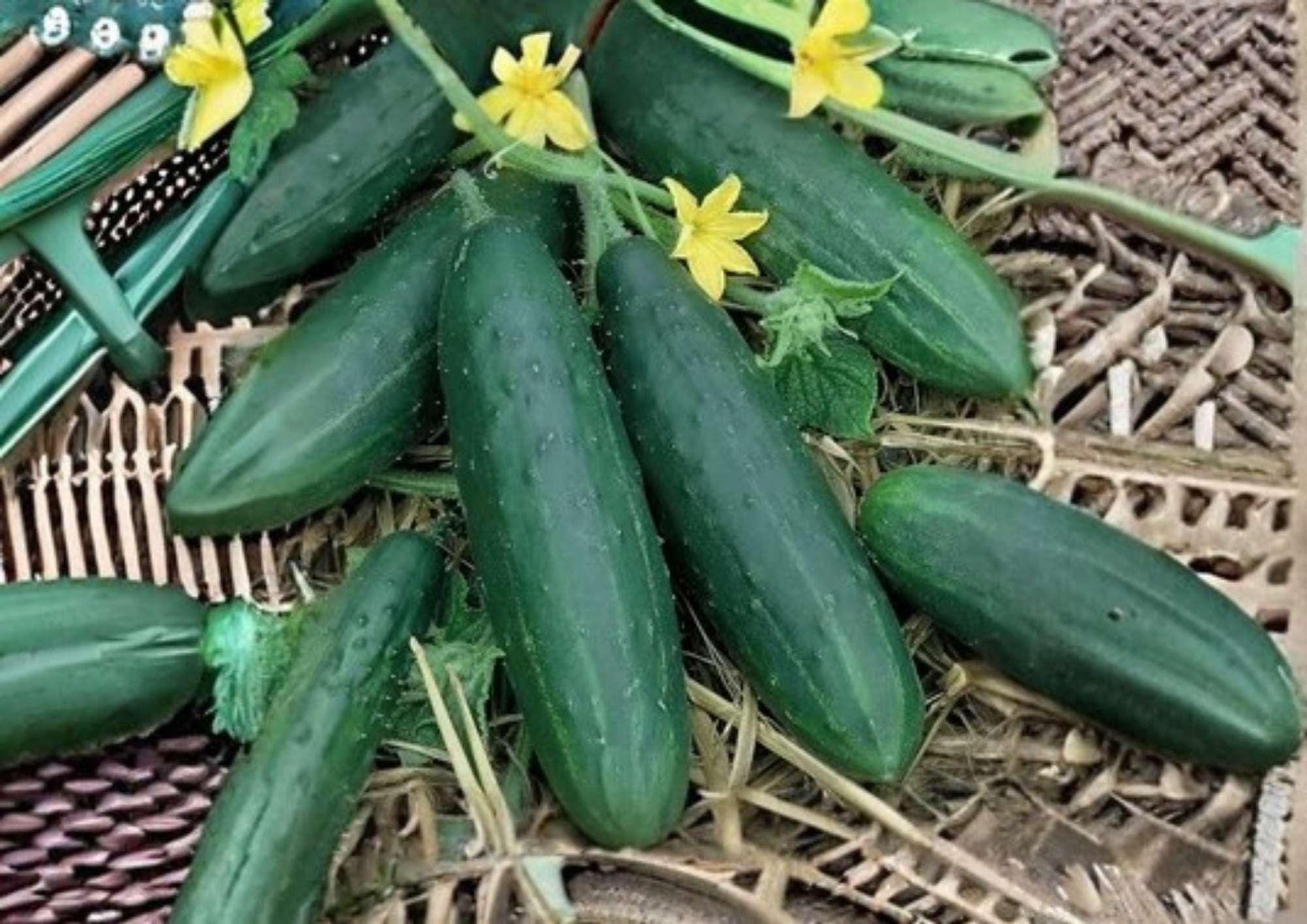 Addis Cucumber Seeds - 100+ Heirloom Non-GMO Slicing Variety - High Yield Vegetable Seeds for Easy Garden Planting