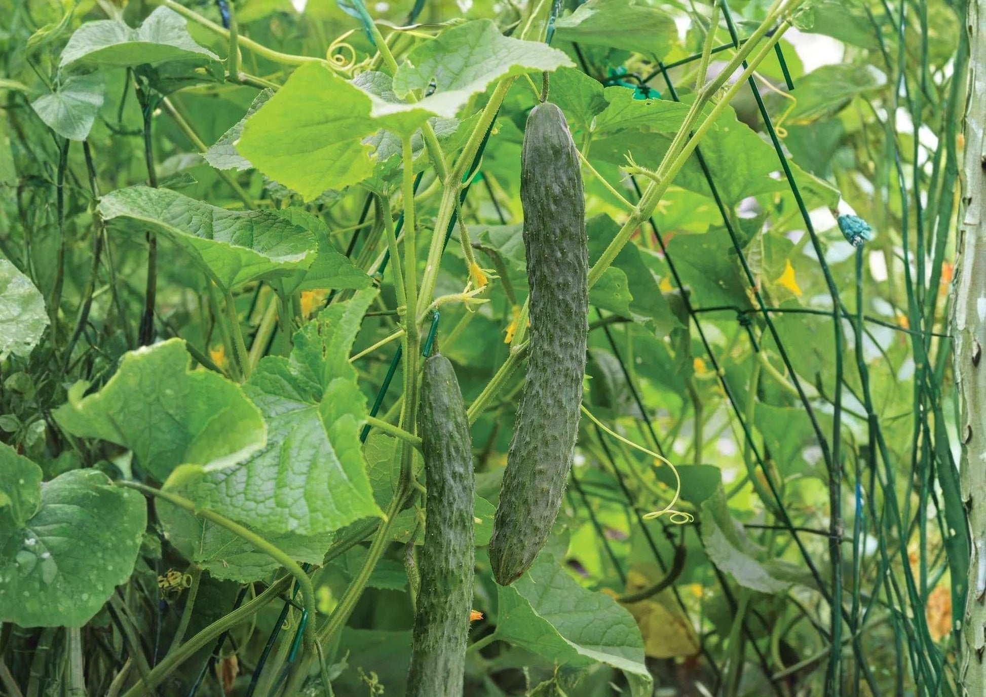 25+ Dragon Suhyo Cucumber Seeds | Rare Asian Heirloom | Sweet Burpless | Cucumis sativus | Vegetable Gardening