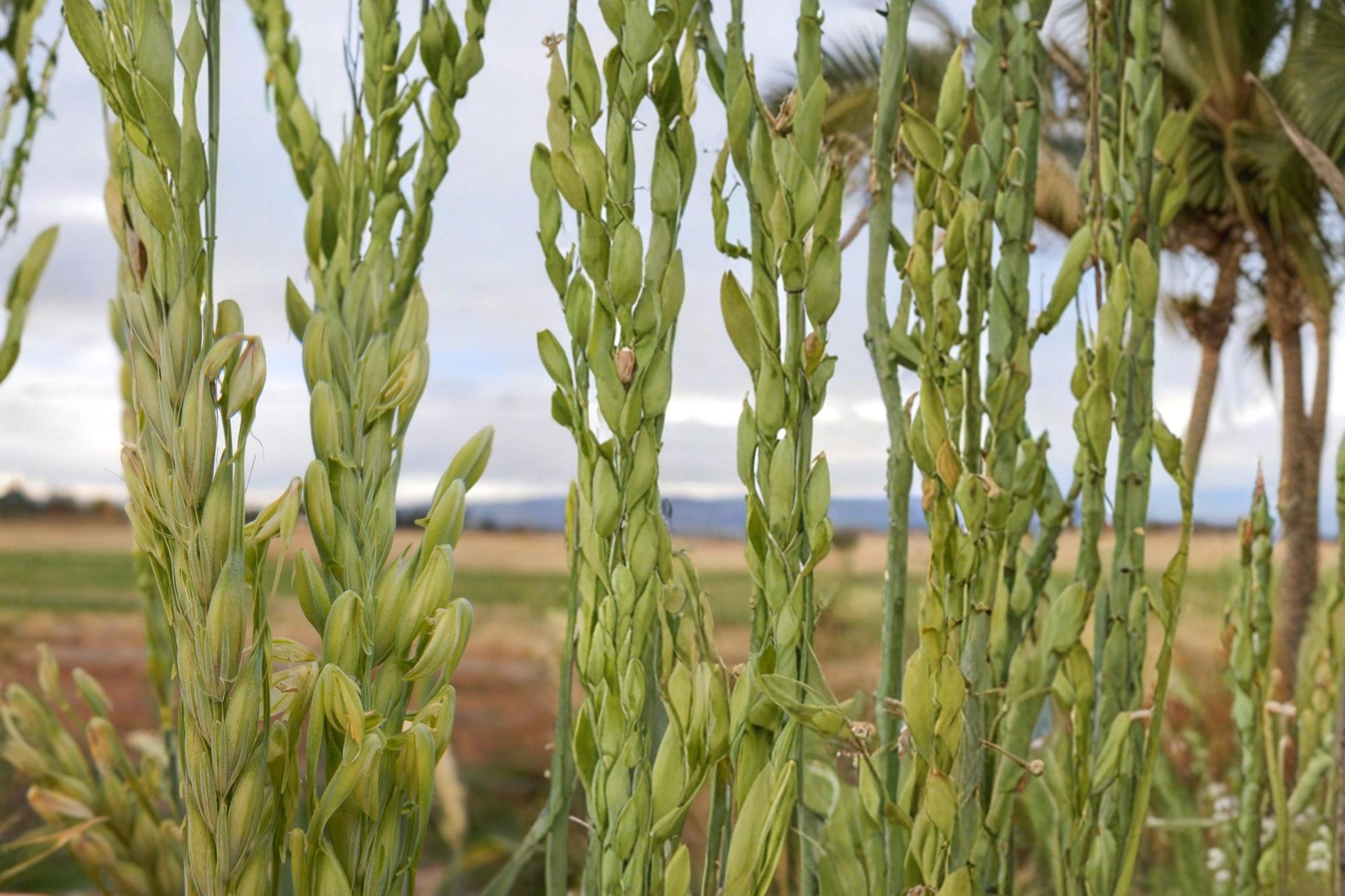 Barley Seeds 1/2 Pound - Hordeum vulgare - Fast-Growing Grass Crop for Forage, Garden, Cover & Soil Improvement