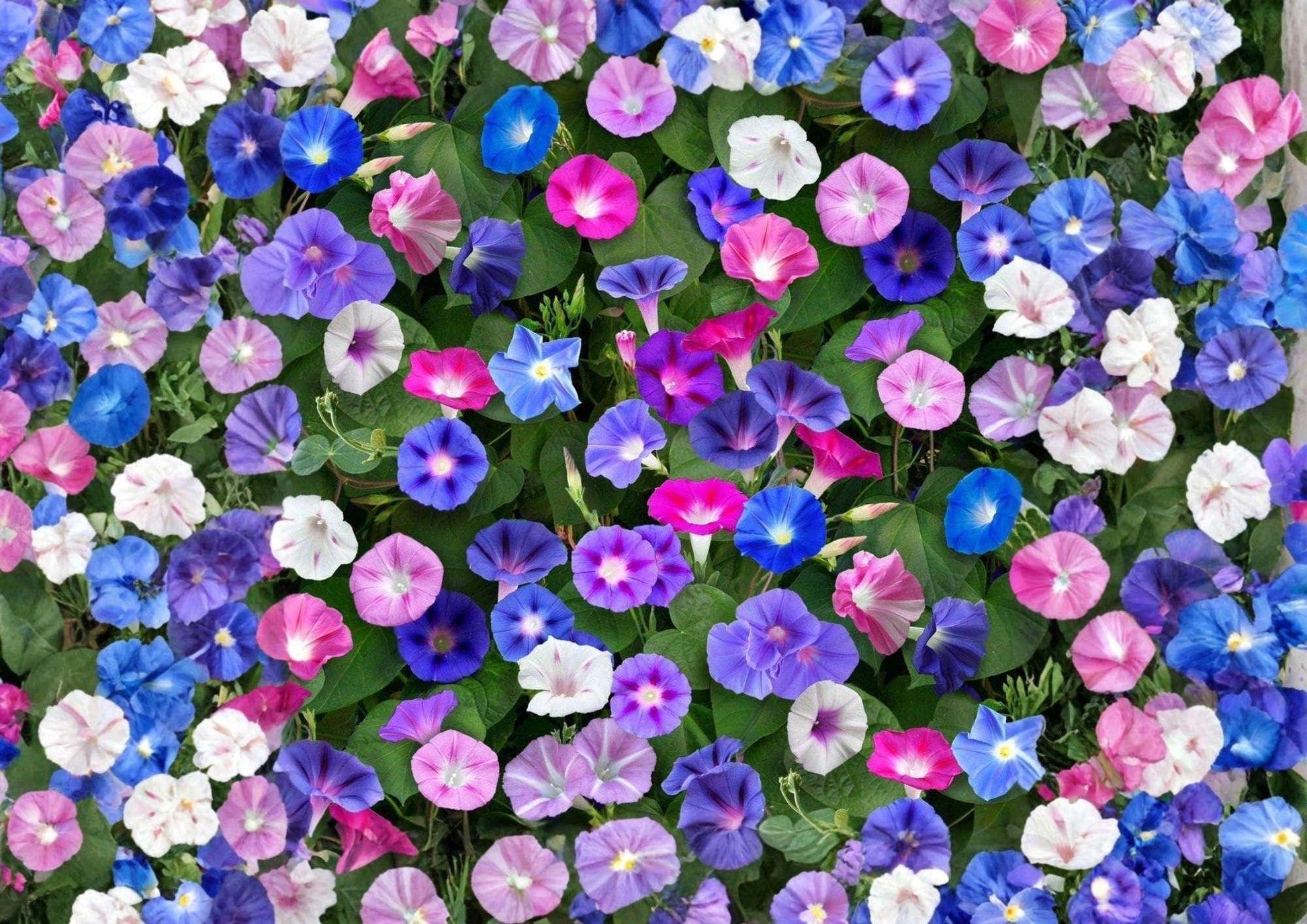Morning Glory Seeds - 200+ Mixed Colors Climbing Vine Flower Seeds for Garden Planting - Fast Growing Trellis Coverage