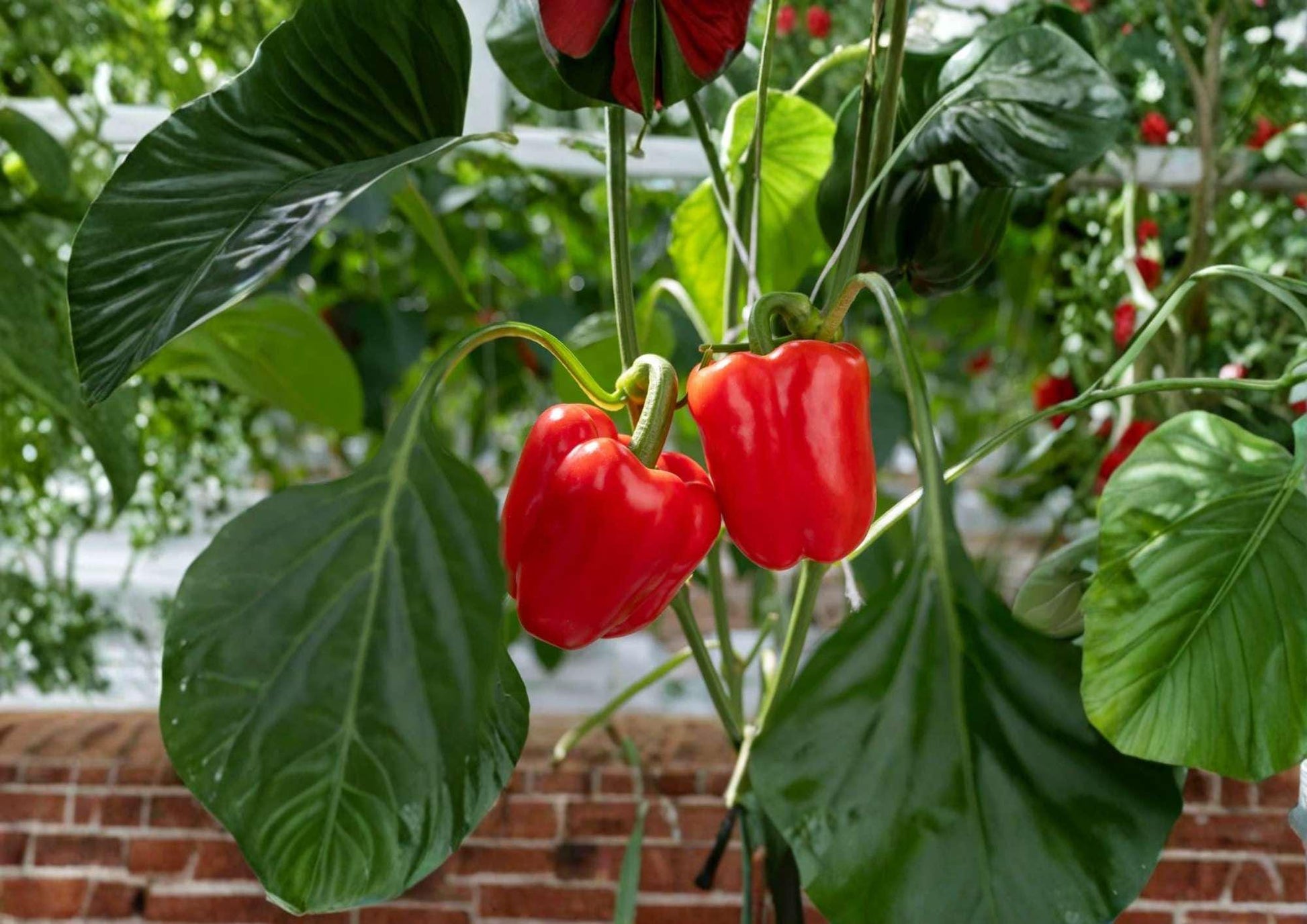 Giant Red Bell Pepper Seeds - 30+ Heirloom Non-GMO Sweet Pepper Seeds for High Yield Garden Planting - Capsicum annuum
