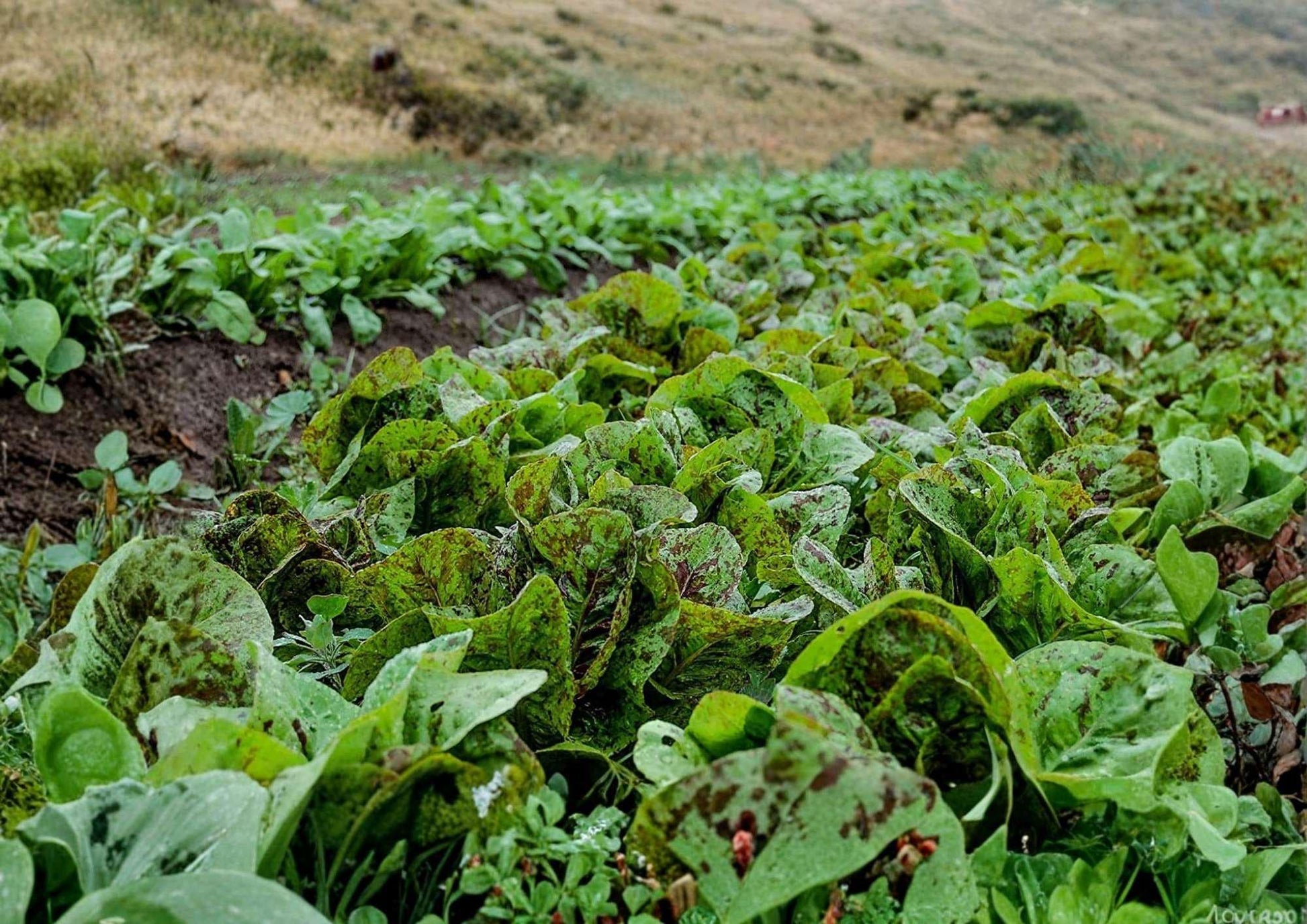 500+ Freckles Romaine Lettuce Seeds - Heirloom Non-GMO Vegetable Seeds for Garden Planting - Crisp Salad Greens (Lactuca sativa)