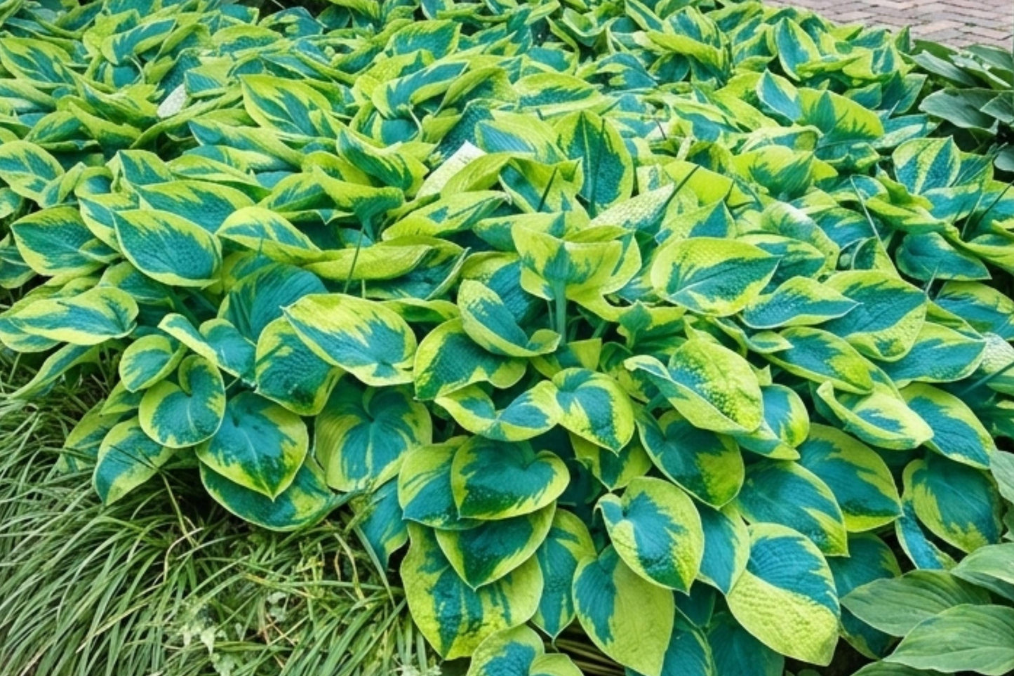 Hosta Bare Root Perennial Plant - Tokudama Flavocircinalis - Blue-Green Leaves with Golden Edges - Shade Loving Hosta