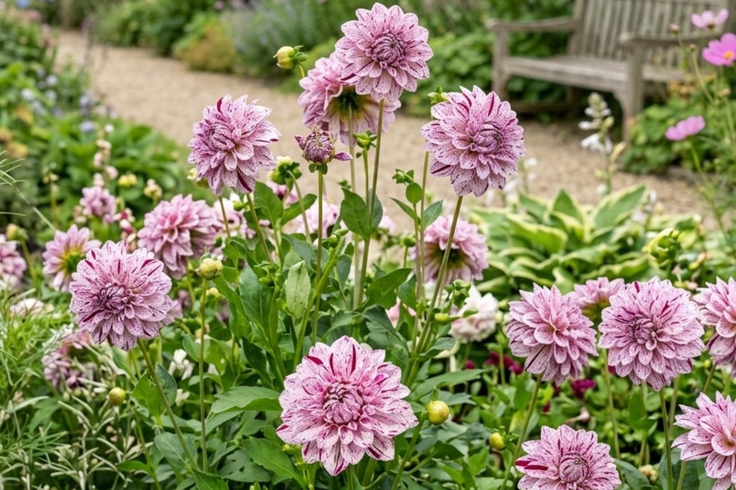Dahlia Bulb Tuber Clump - Smokey Decorative Dinnerplate - Dahlia pinnata - Easy to Grow, Vibrant Garden Blooms