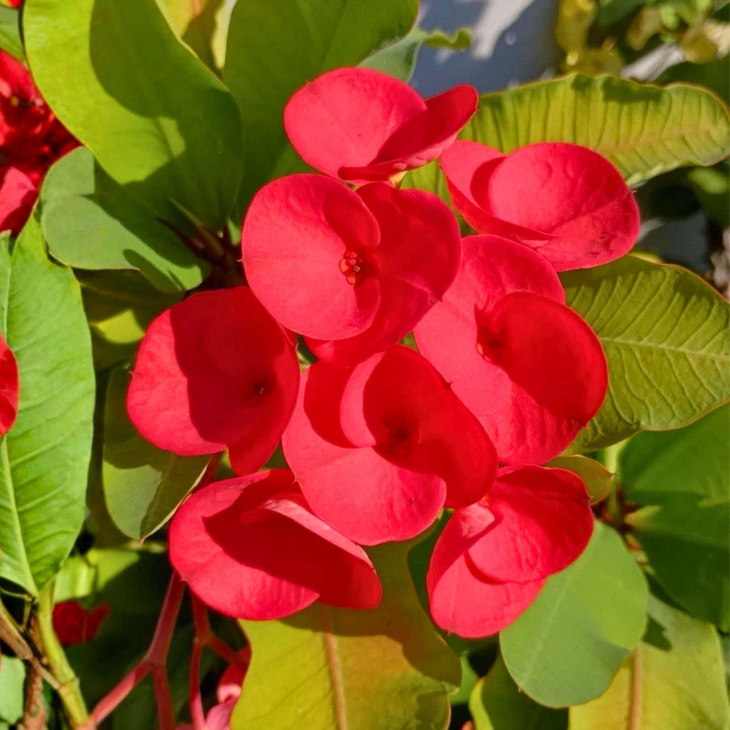 Red Crown of Thorns Cutting | Euphorbia milii Succulent Starter Plant for Propagation, Bright Red Flowers