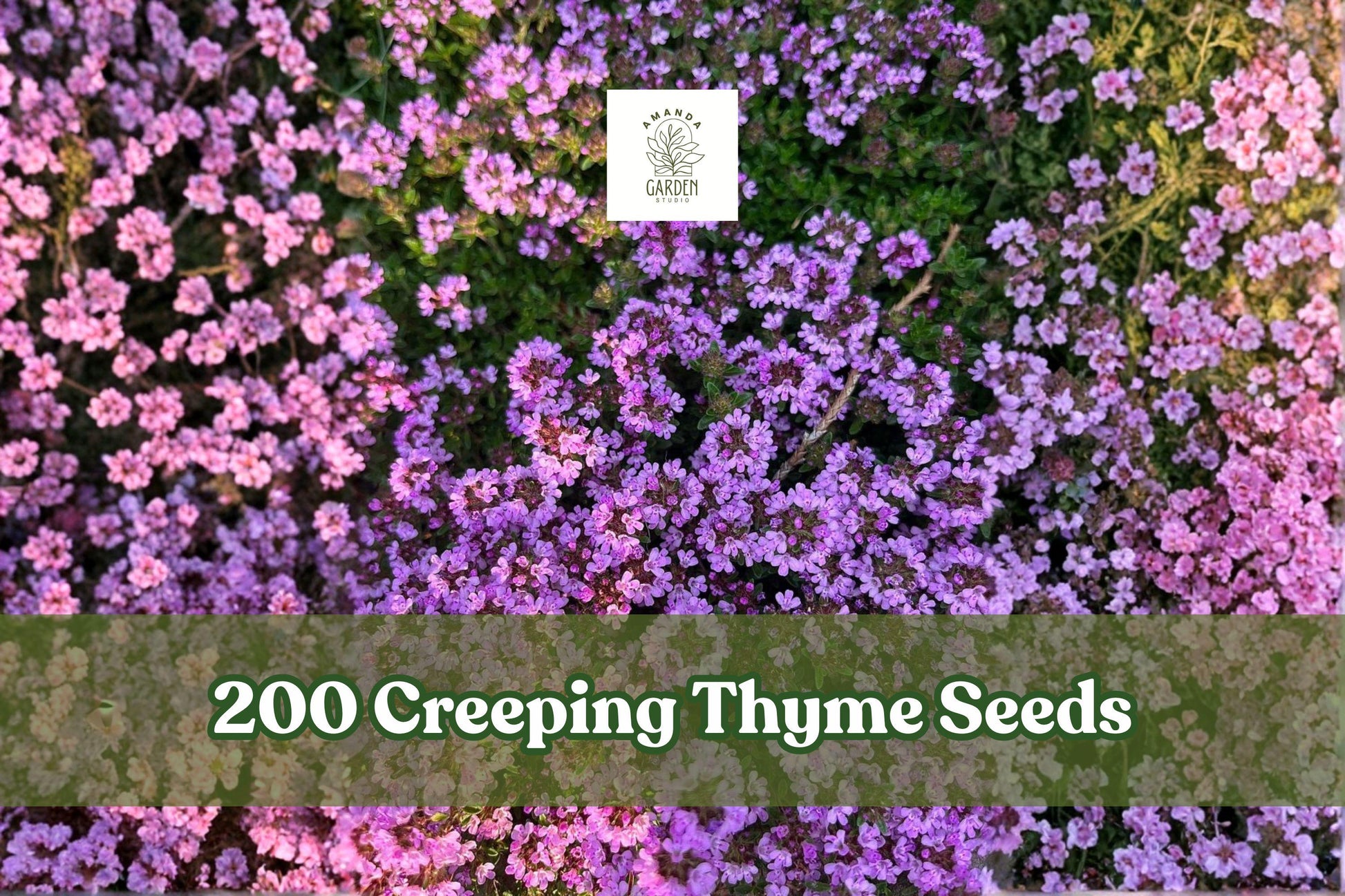 Creeping Thyme Seeds 200 Count | Purple Groundcover Herb | Thymus serpyllum | Perennial for Low-Water Garden, Pathways, Borders