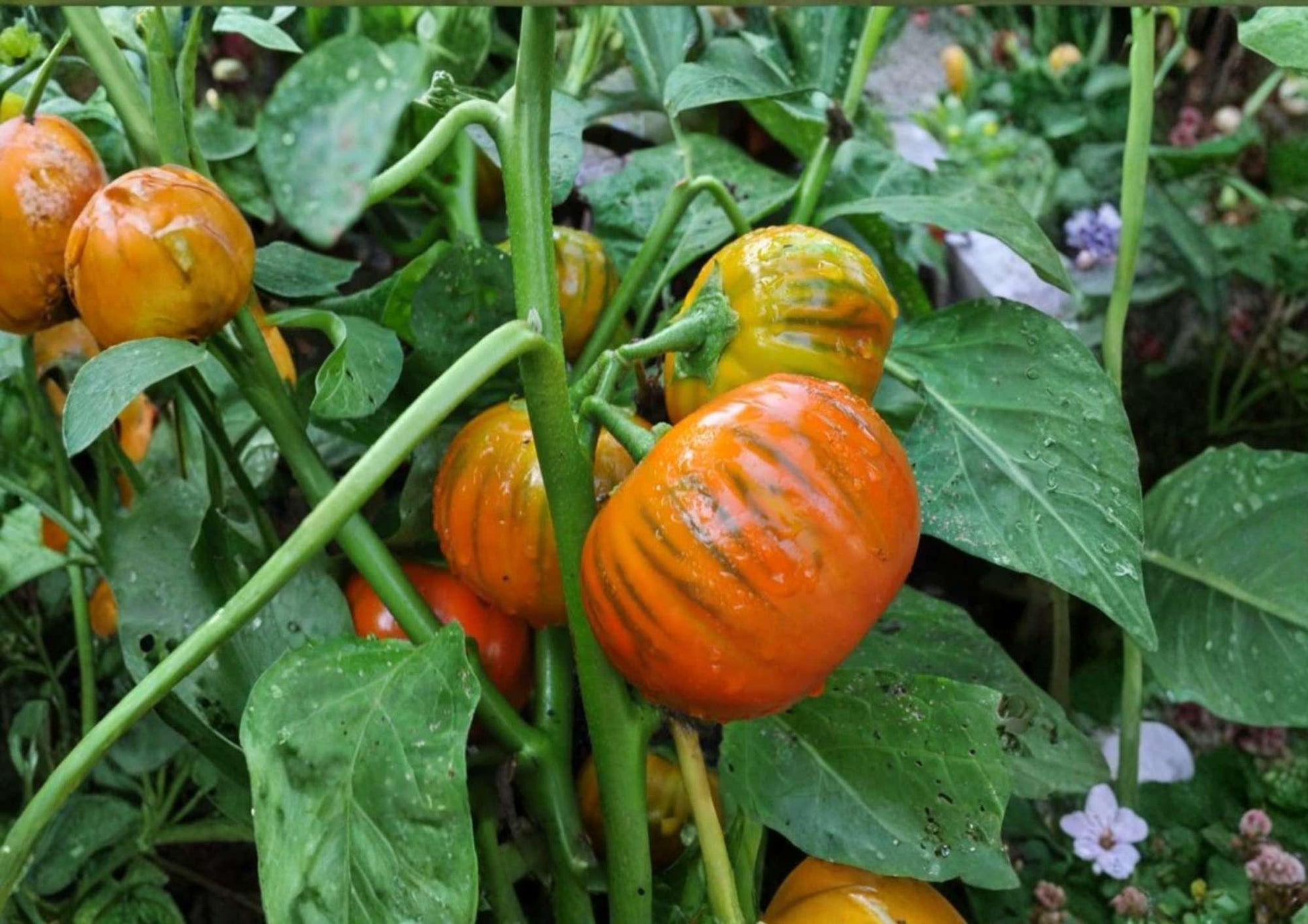 Turkish Orange Eggplant Seeds - 200+ Heirloom Non-GMO Vegetable Seeds for Garden Planting - Round Bright Orange Eggplant