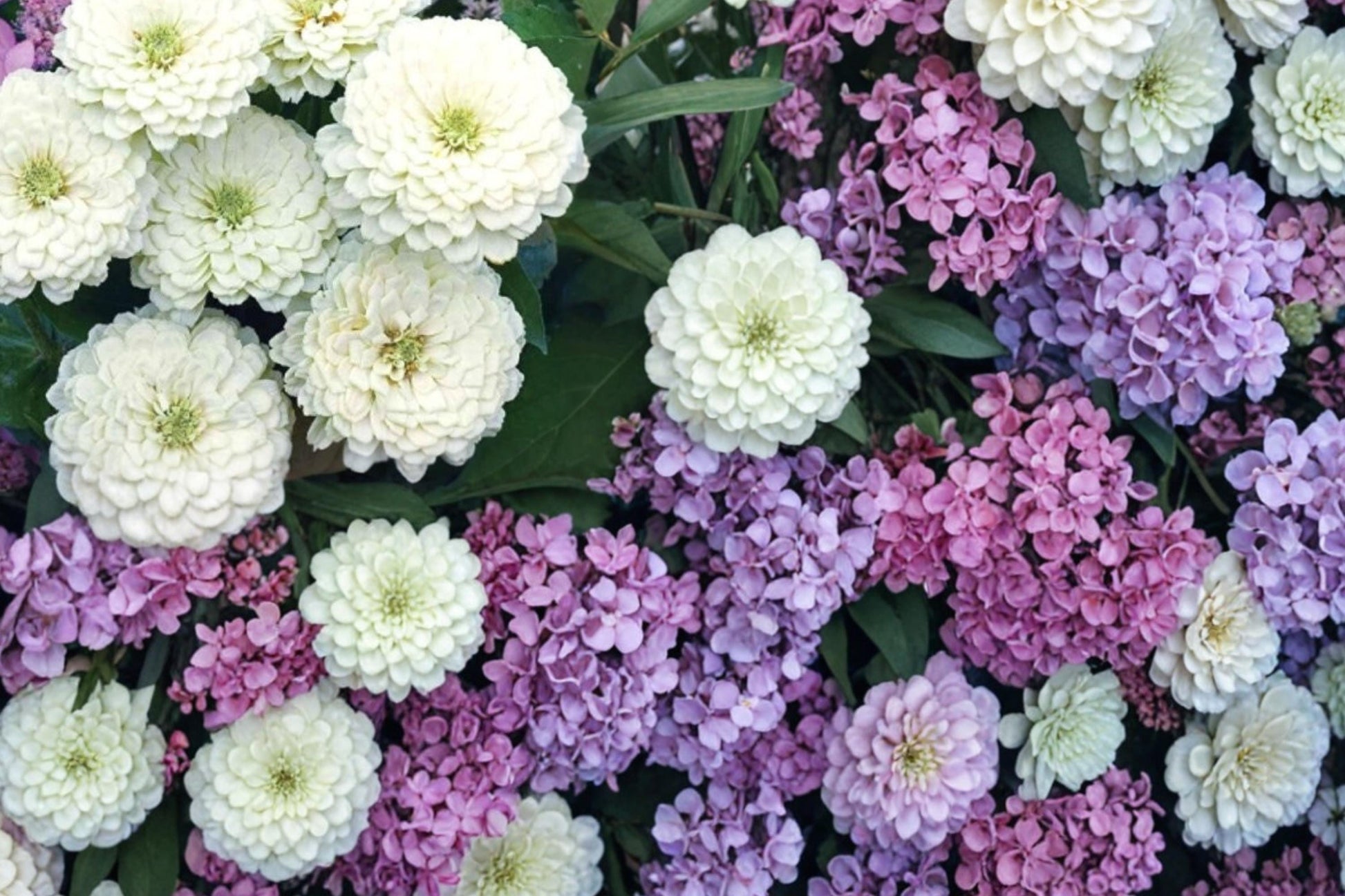Zinnia Seeds - 50 Polar Bear White Dahlia-Flowered - Zinnia elegans - Annual Flower for Garden Beds & Cut Flowers