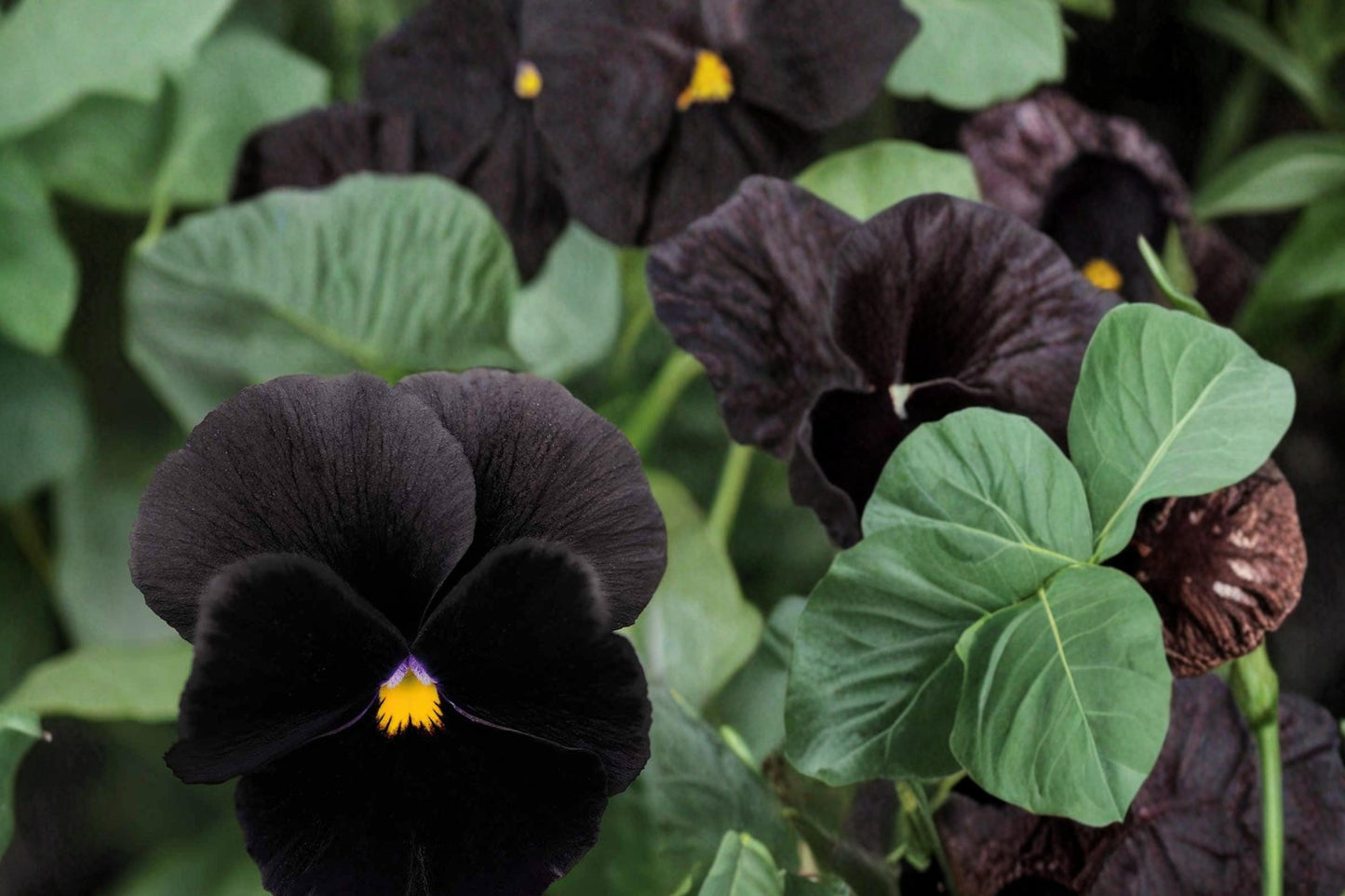 Black Pansy Seeds 100+ Count - Viola tricolor Dark Flower for Planting, Cool-Season Ornamental Blooms