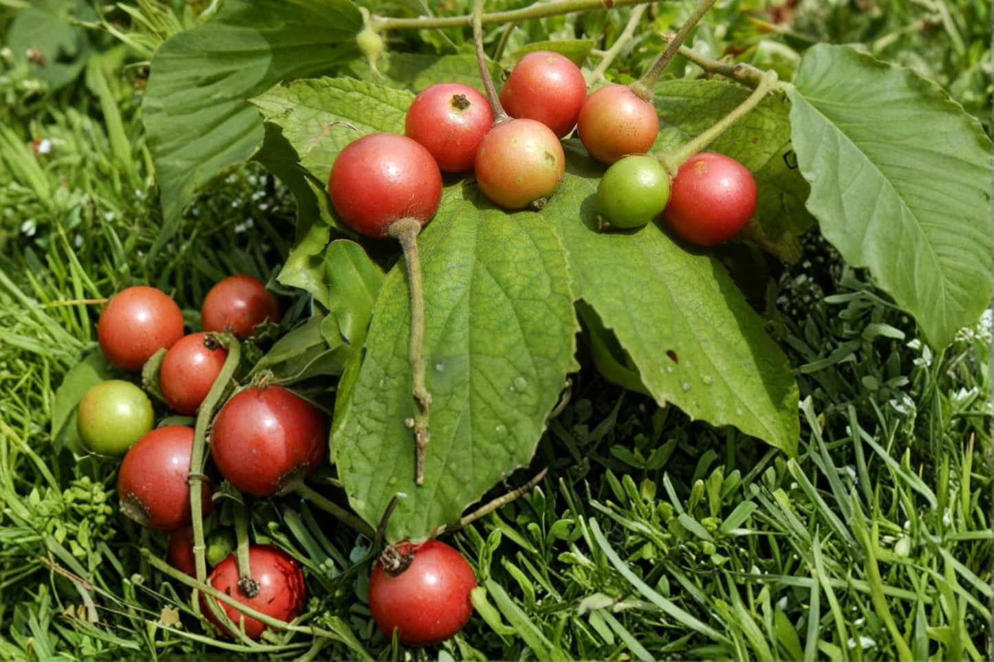 Jamaican Cherry Tree Seeds - 30 Seeds Muntingia calabura Tropical Fast-Growing Fruit & Ornamental Tree for Warm Climates