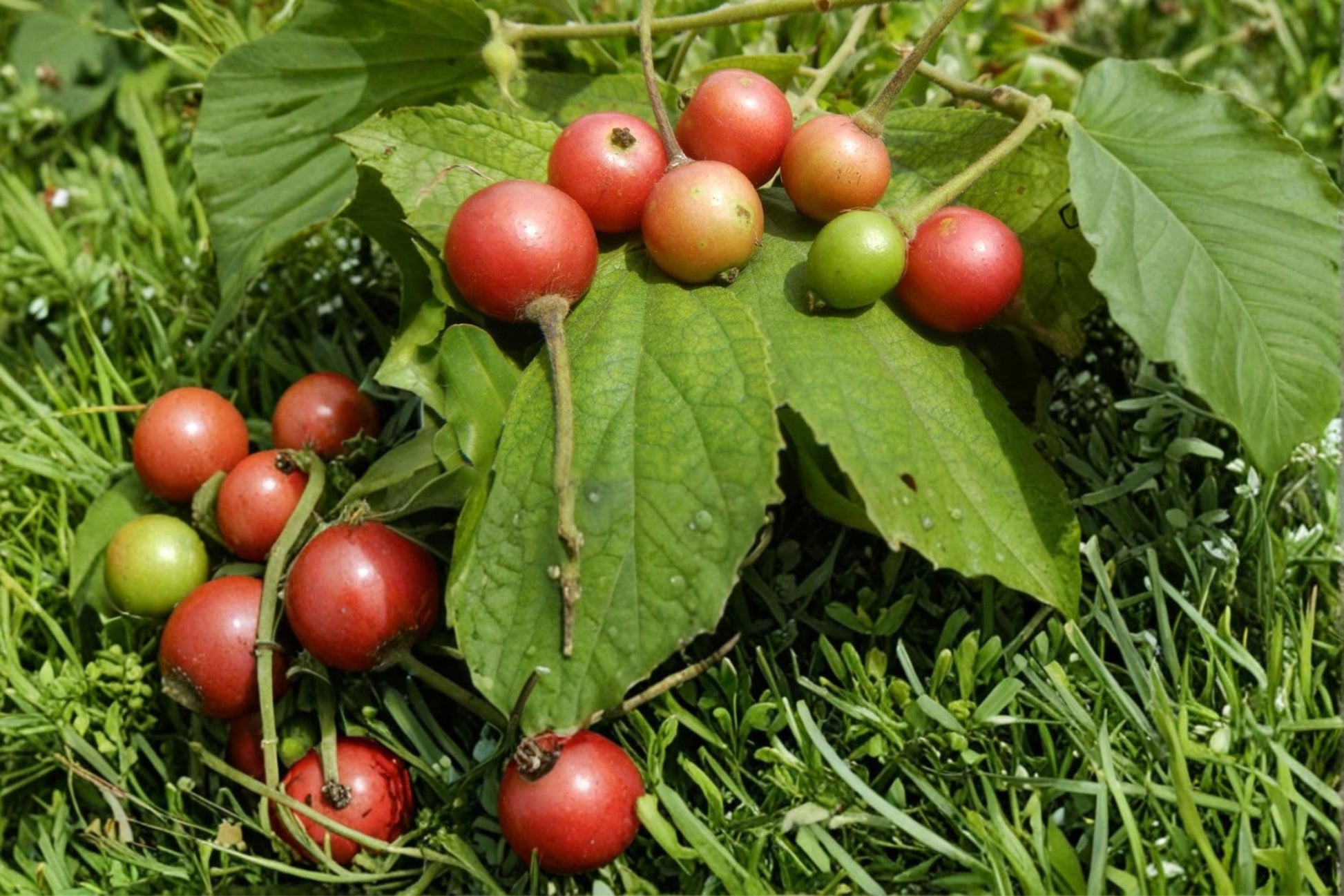 Jamaican Cherry Tree Seeds - 30 Seeds Muntingia calabura Tropical Fast-Growing Fruit & Ornamental Tree for Warm Climates