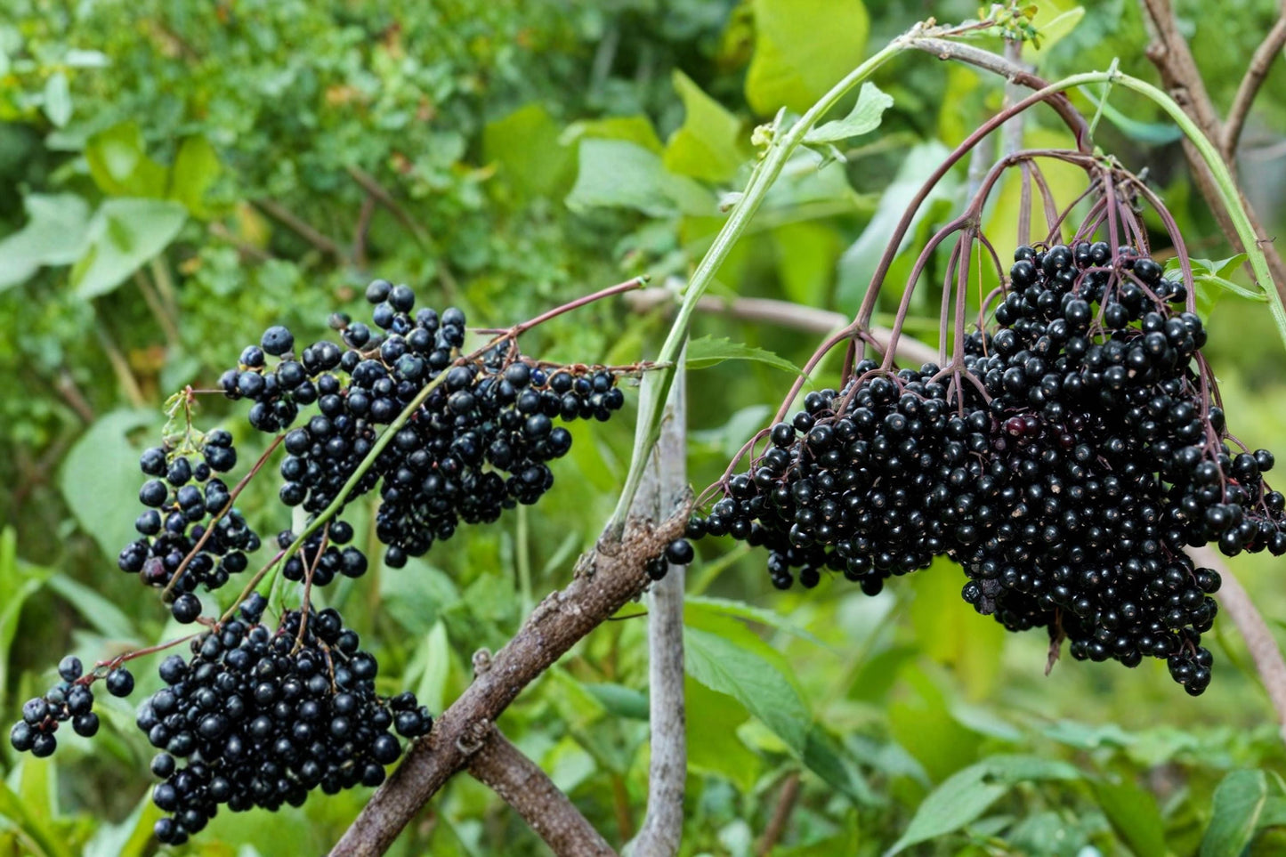 Black Elderberry Cuttings 4 Pack - Sambucus nigra Fruiting Shrub for Planting, Edible Berries, Garden Propagation