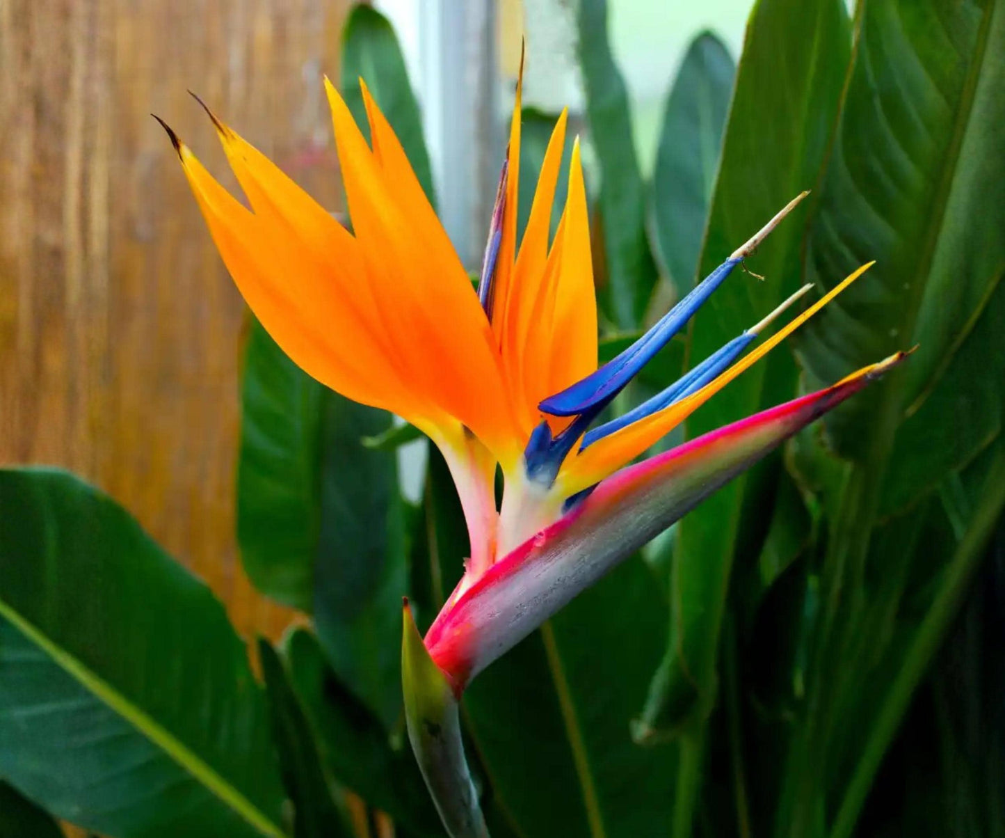 Orange Bird of Paradise Live Plants 4 Pack 6-10 Inch Tropical Strelitzia - Indoor Outdoor Exotic Foliage for Gardens