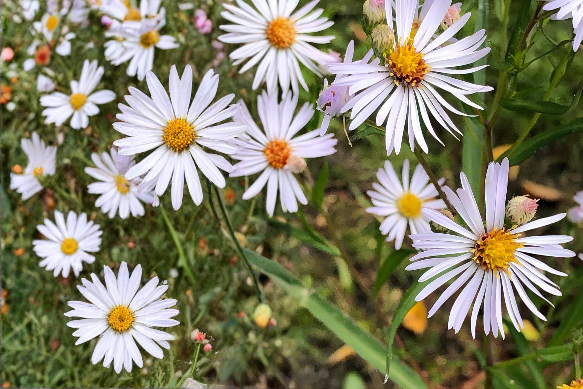 Panicled Aster Seeds (100) - Symphyotrichum lanceolatum - Native Wildflower for Pollinators - White Daisy-Like Blooms