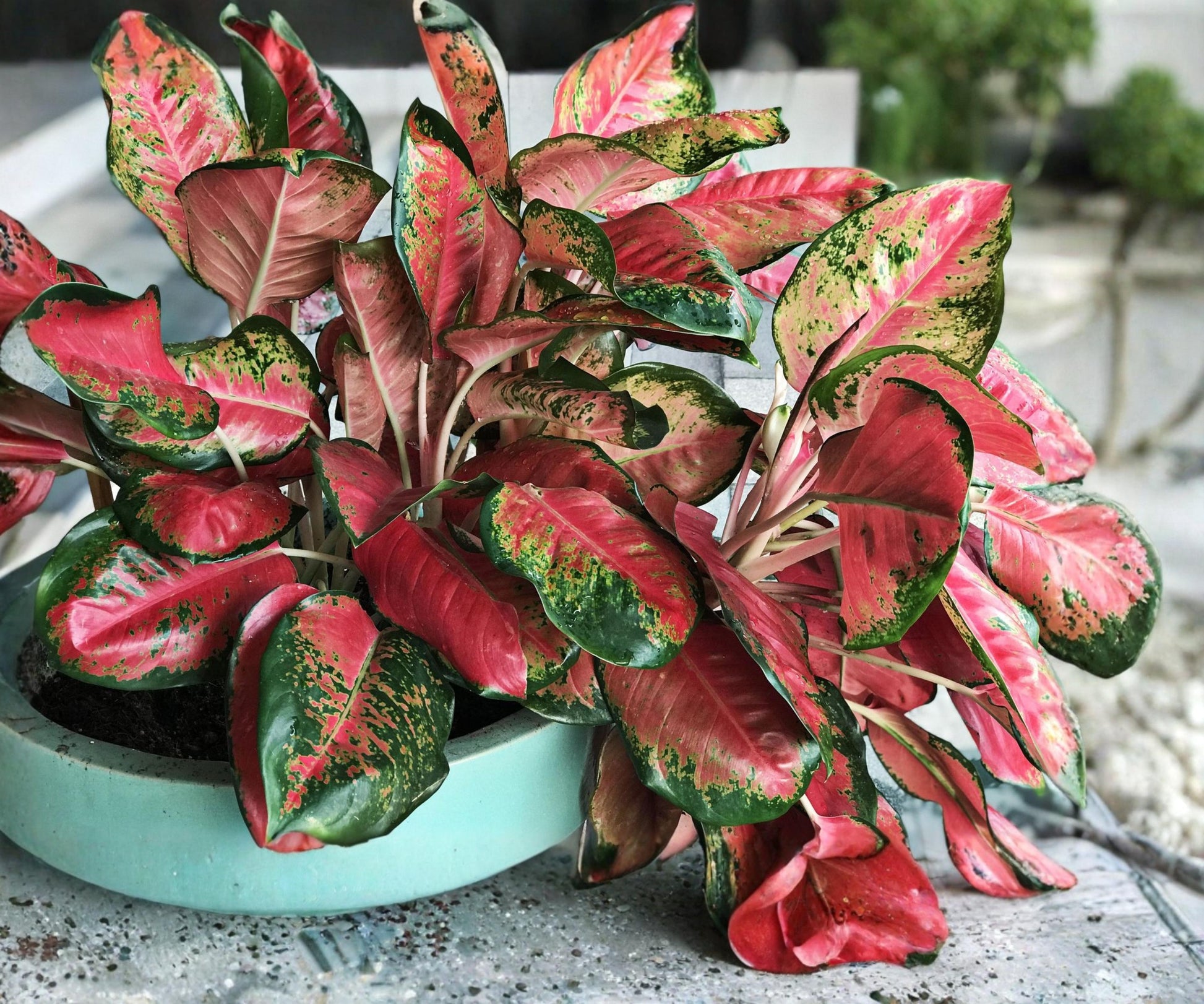 Aglaonema Live Plants 4 Pack - Mixed Varieties Chinese Evergreen Indoor Houseplants 2 Inch Pots - Maria, Red Creta, Osaka, Red Valentine