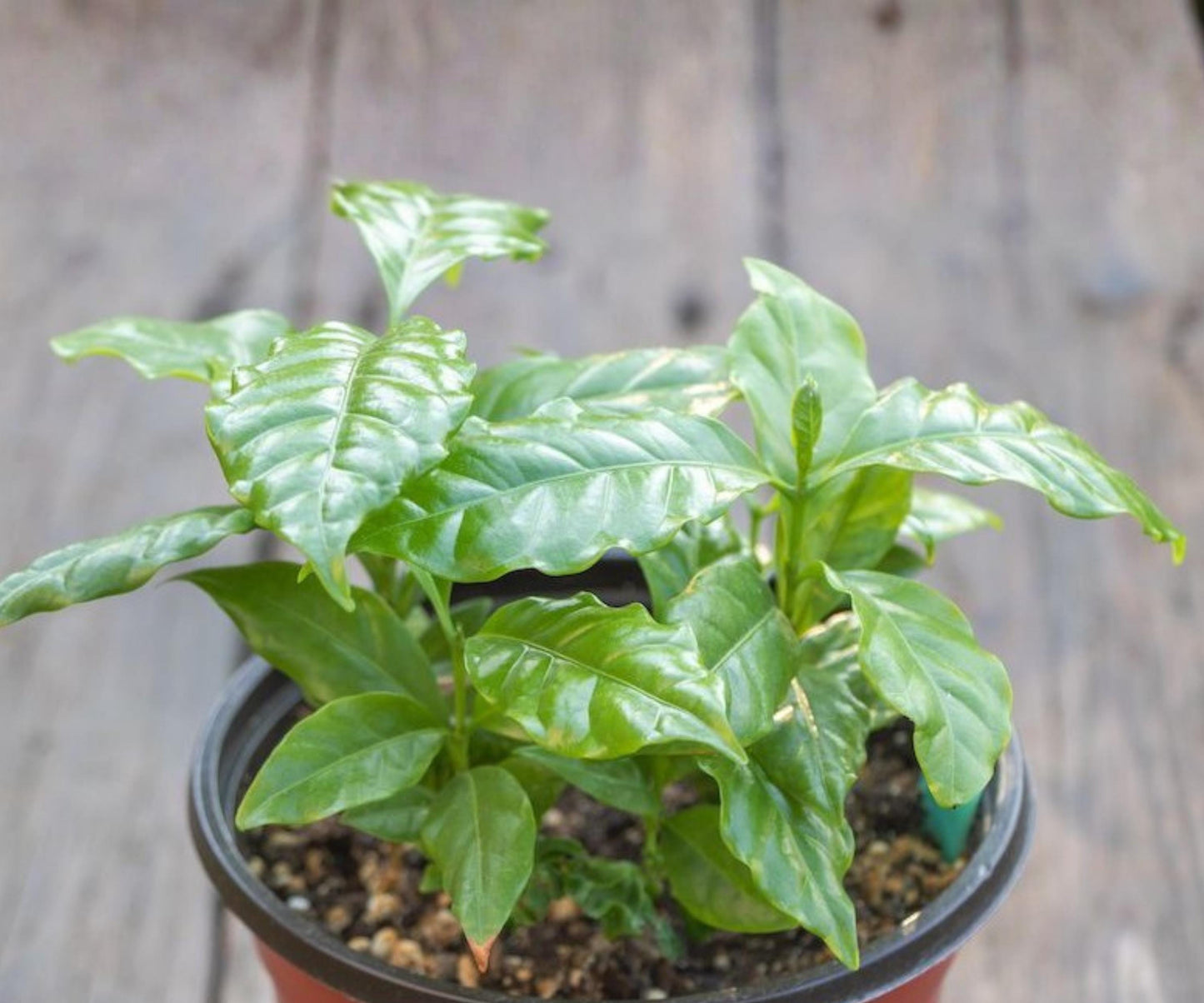 Arabica Coffee Plant 4 Pack Live Indoor Outdoor Tropical Houseplant Coffea arabica Starter Trees