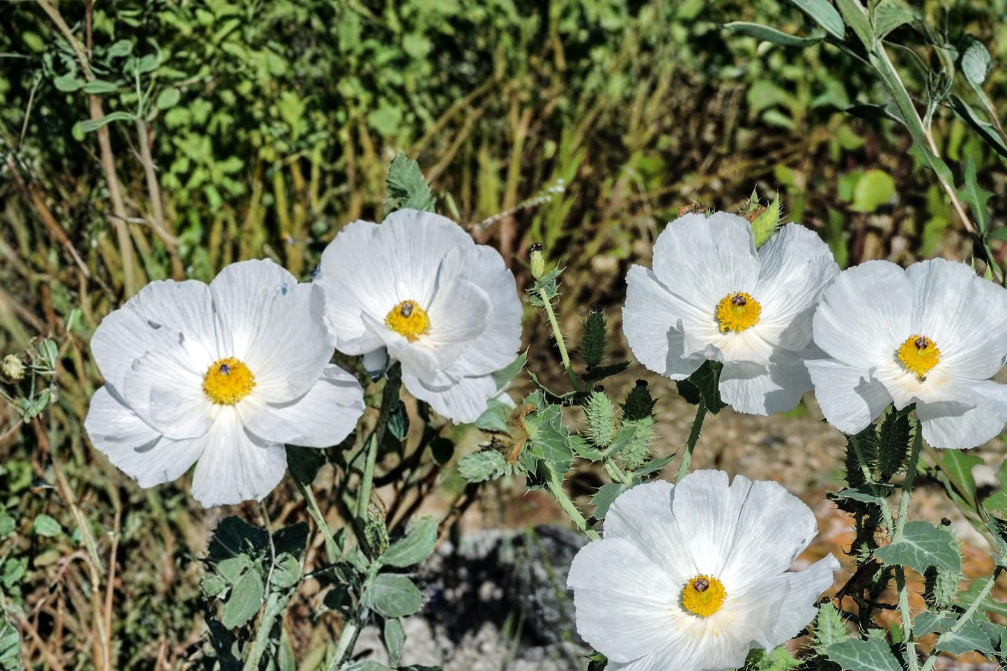 Prickly Poppy Seeds 15 Count - Argemone polyanthemos - Drought-Tolerant Annual with Large White Flowers and Spiny Foliage