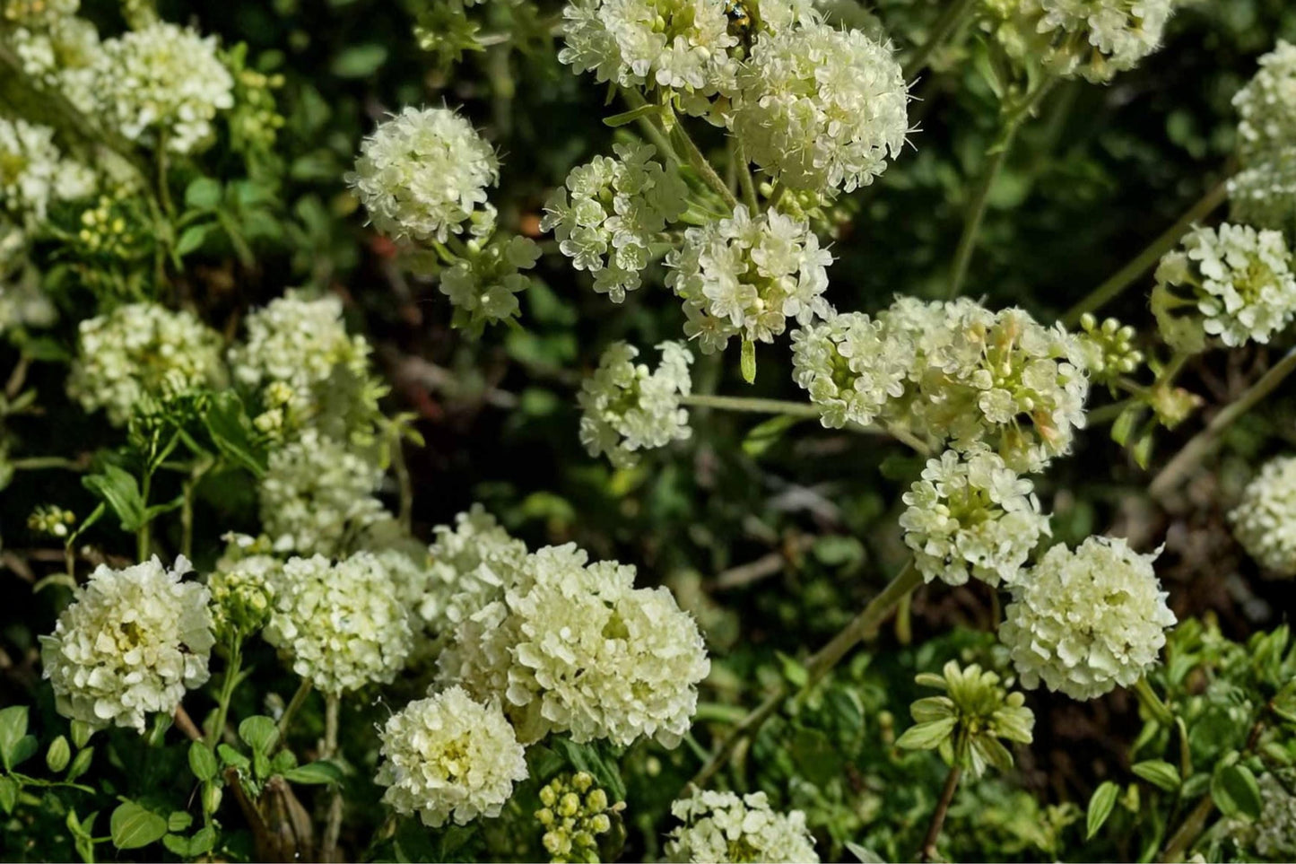 Parsnipflower Wild Buckwheat Seeds 50 Count - Eriogonum heracleoides - Creamy Yellow Flowering Perennial for Rock Gardens