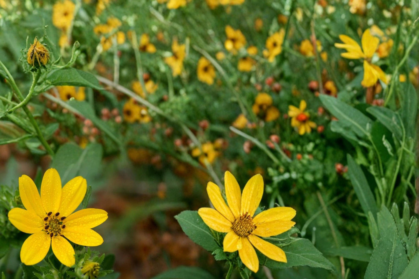 Engelmann Daisy Seeds - 50 Count - Yellow Wildflower - Engelmannia peristenia - Perennial Prairie Plant for Gardens