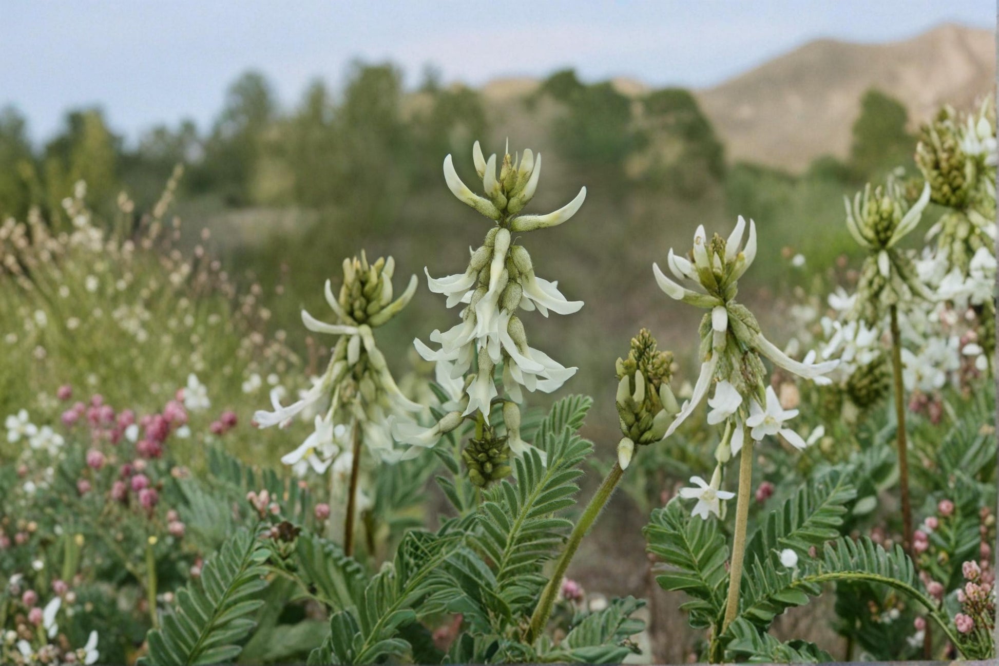 Woolly Milkvetch Seeds 30 Count - Astragalus drummondii - Cream to Yellowish Flowers, Drought Tolerant Perennial Legume
