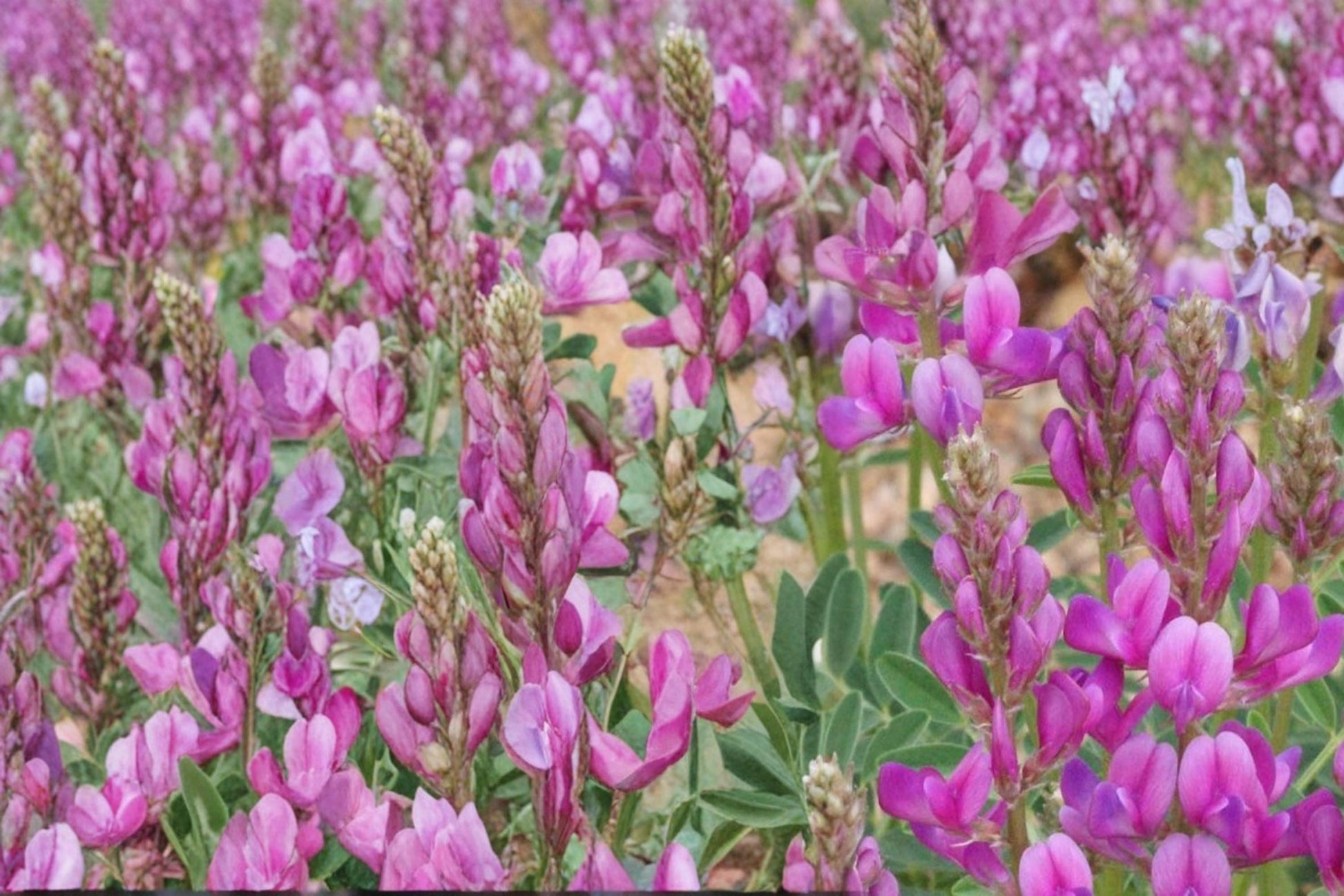 Utah Sweetvetch Seeds - 25 Count - Pink to Purple Wildflower - Hedysarum boreale - Perennial Legume for Dry Landscapes