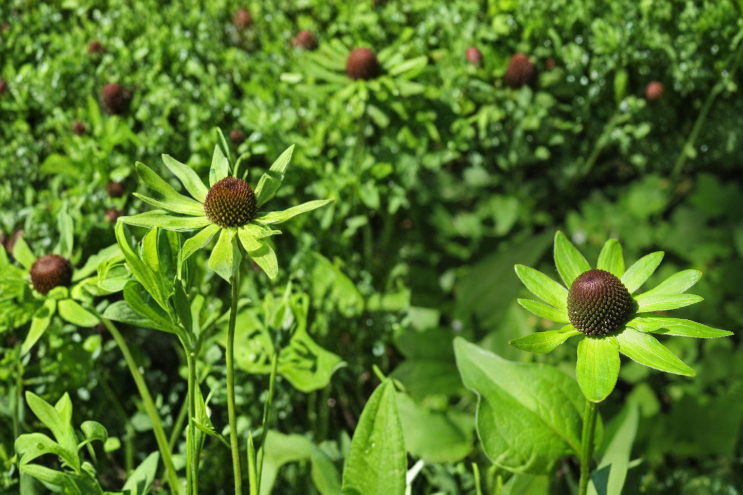 Western Coneflower Seeds 75 Count - Rudbeckia occidentalis - Perennial Dark Cone Flowers, Prairie Plant, Full Sun, Drought Tolerant