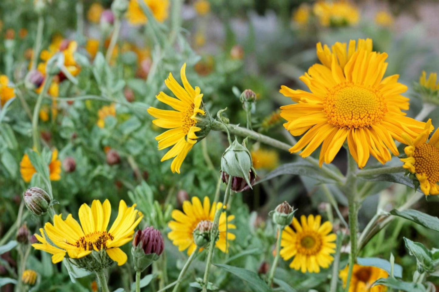Orange Mountain Daisy Seeds - 40 Count - Hymenoxys hoopesii - Bright Orange Perennial Wildflower for Meadows & Slopes