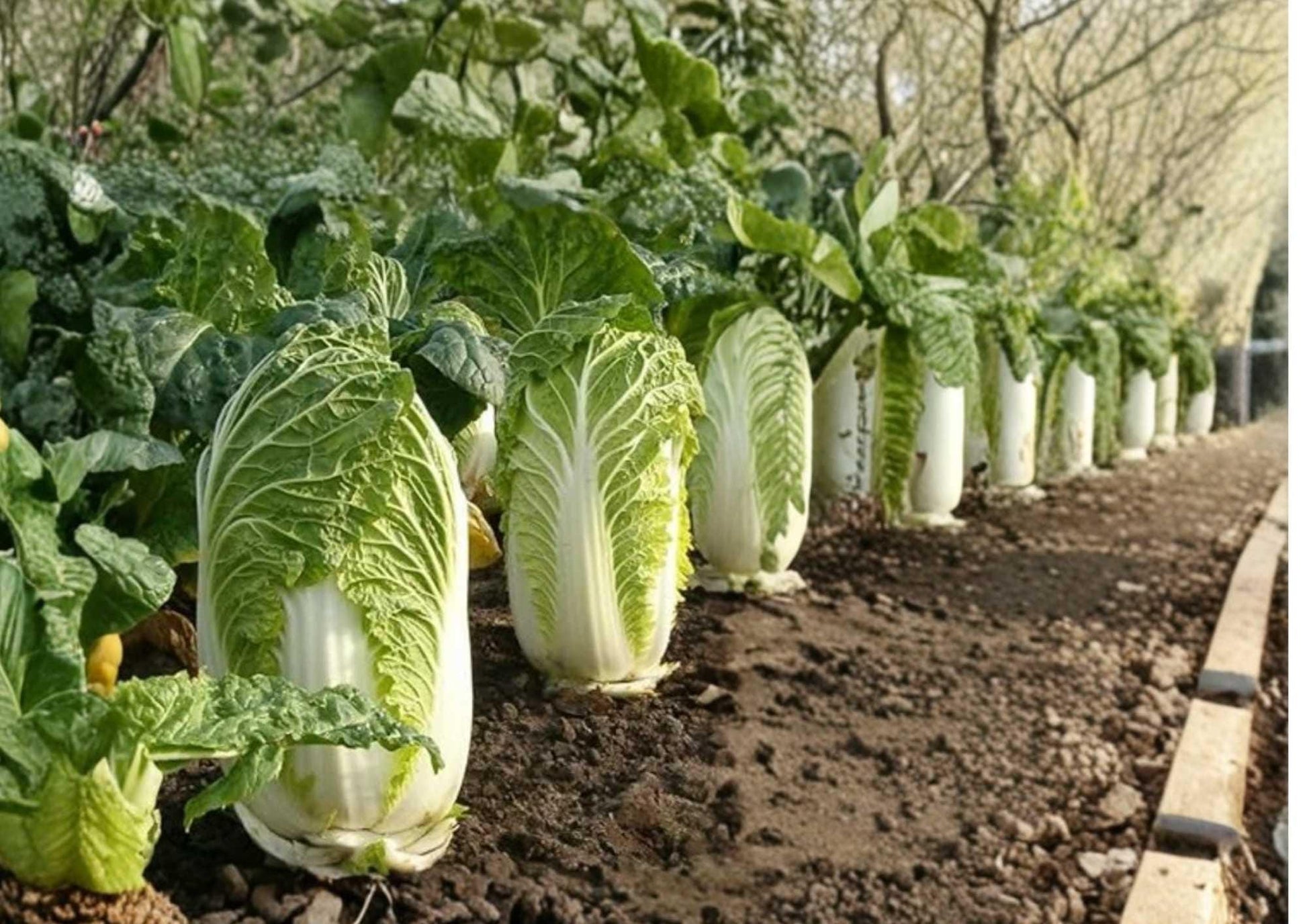 500+ Heirloom Michihili Napa Cabbage Seeds - Crisp Sweet Chinese Cabbage Vegetable Seeds for Garden Planting