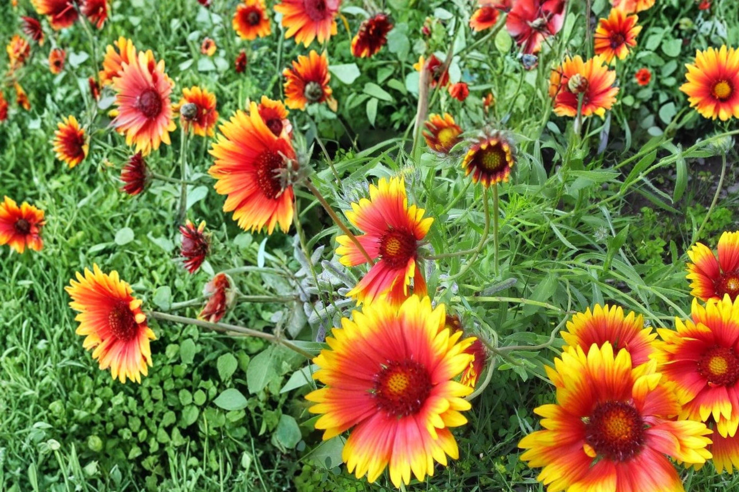 Blanket Flower Seeds - 25 Gaillardia aristata - Red Yellow Perennial Wildflower for Prairie Gardens and Pollinator Habitats