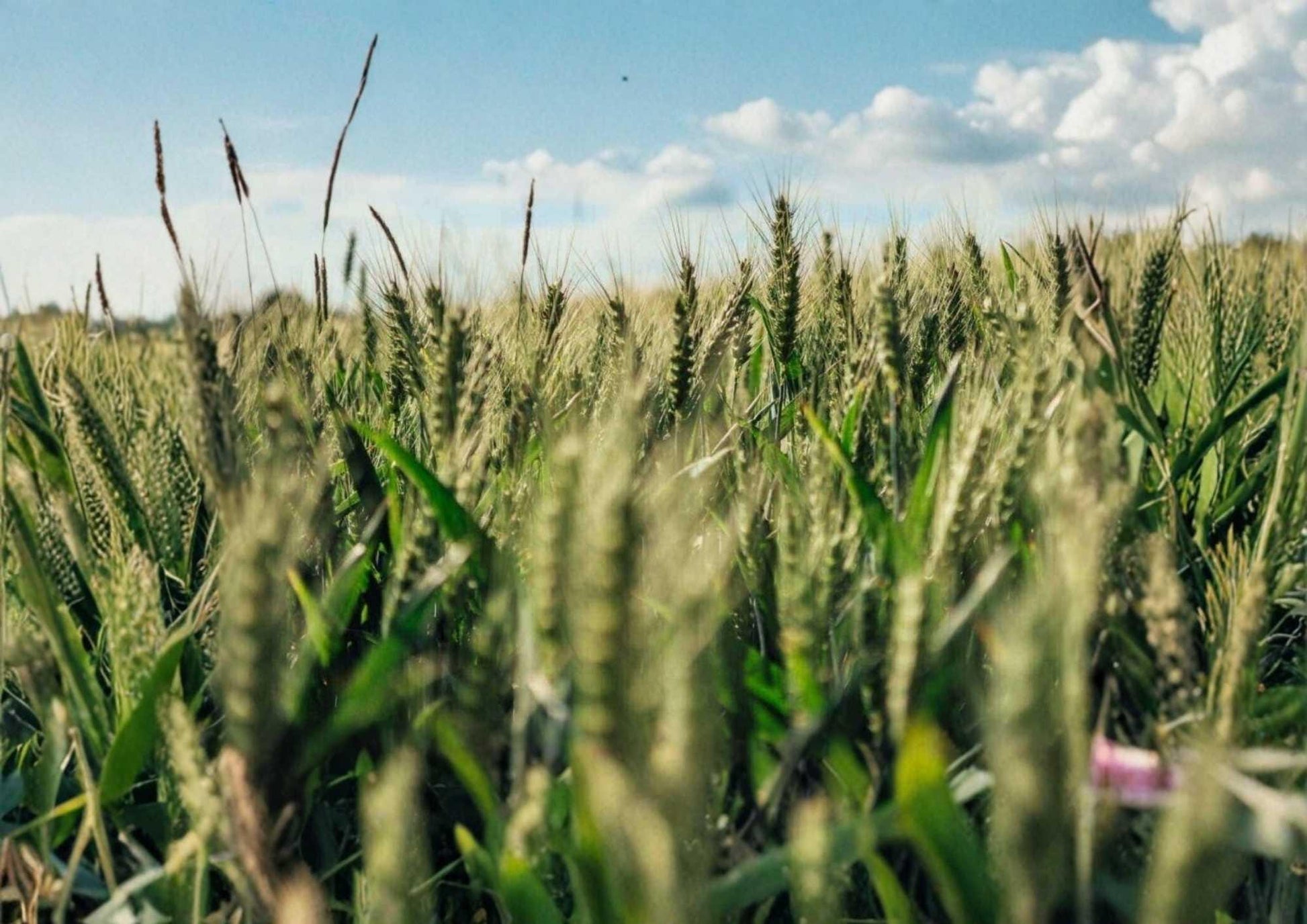 Einkorn Wheat Seeds - 7100+ Heirloom Organic Non-GMO Ancient Grain Seeds for Planting - Triticum monococcum