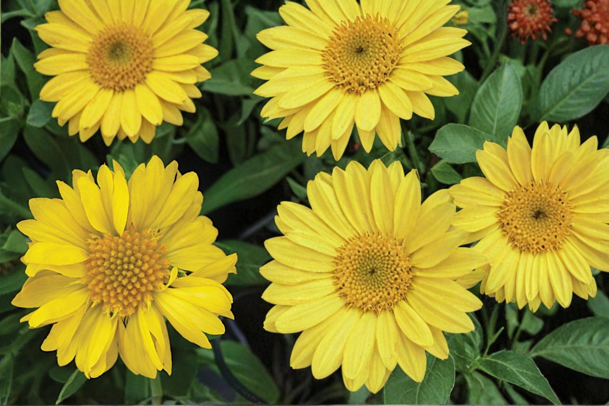Yellow Blanket Flower Seeds - 25 Gaillardia aristata, Bright Yellow Perennial Wildflower for Prairies & Borders, Drought Tolerant