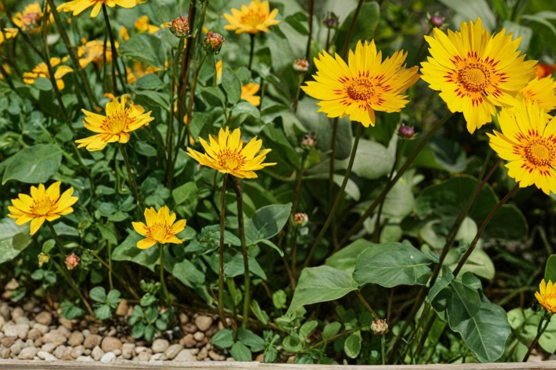 Picta Tickseed Seeds - 30 Coreopsis nuecensis Seeds, Yellow Wildflower with Dark Centers, Herbaceous Perennial for Prairie Gardens